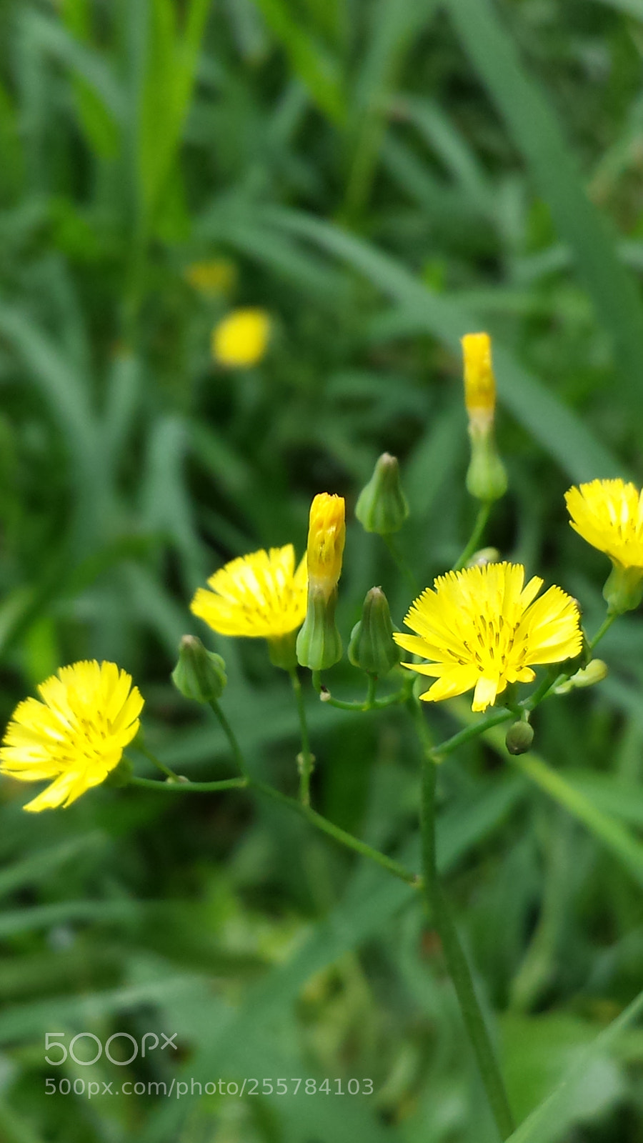 Samsung Galaxy S4 sample photo. Untitled photography