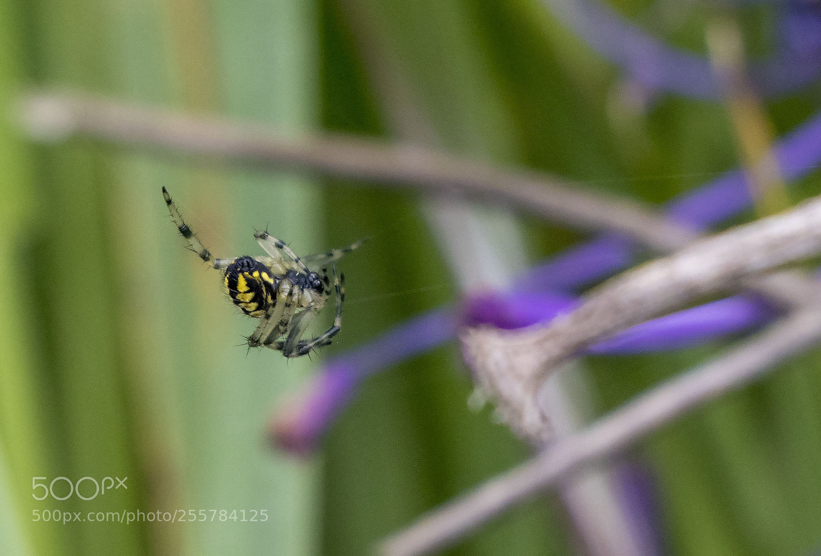 Canon EOS 77D (EOS 9000D / EOS 770D) sample photo. Spider photography