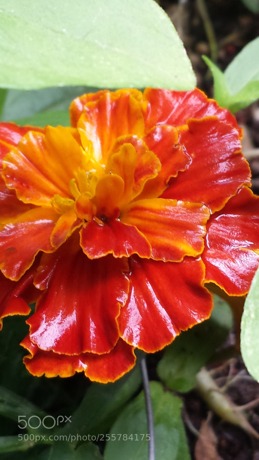 Samsung Galaxy S4 sample photo. Untitled photography