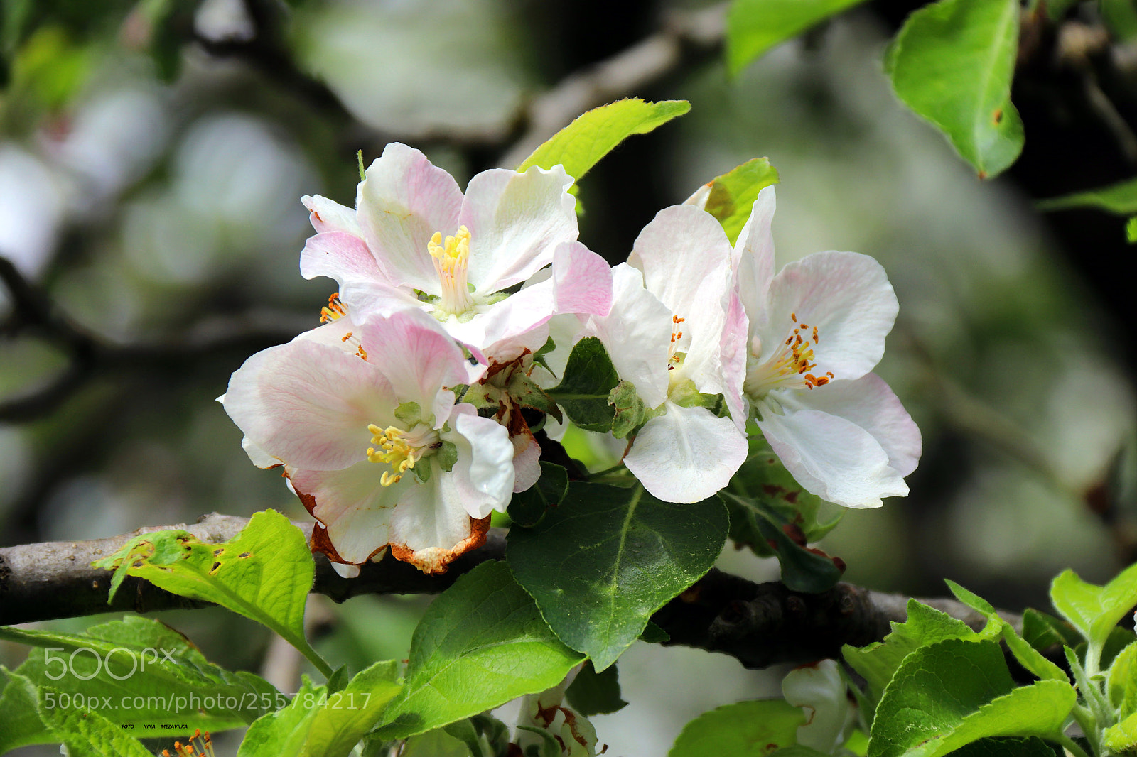Canon EOS 800D (EOS Rebel T7i / EOS Kiss X9i) sample photo. Der apfelbaum blüht photography