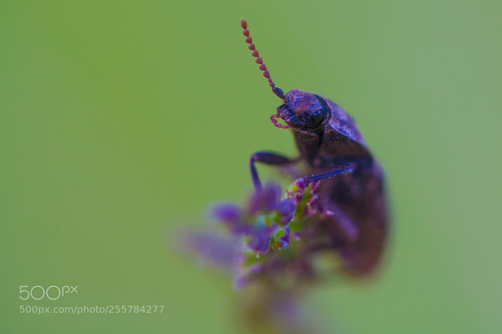 Canon EOS 1000D (EOS Digital Rebel XS / EOS Kiss F) sample photo. Beetle photography