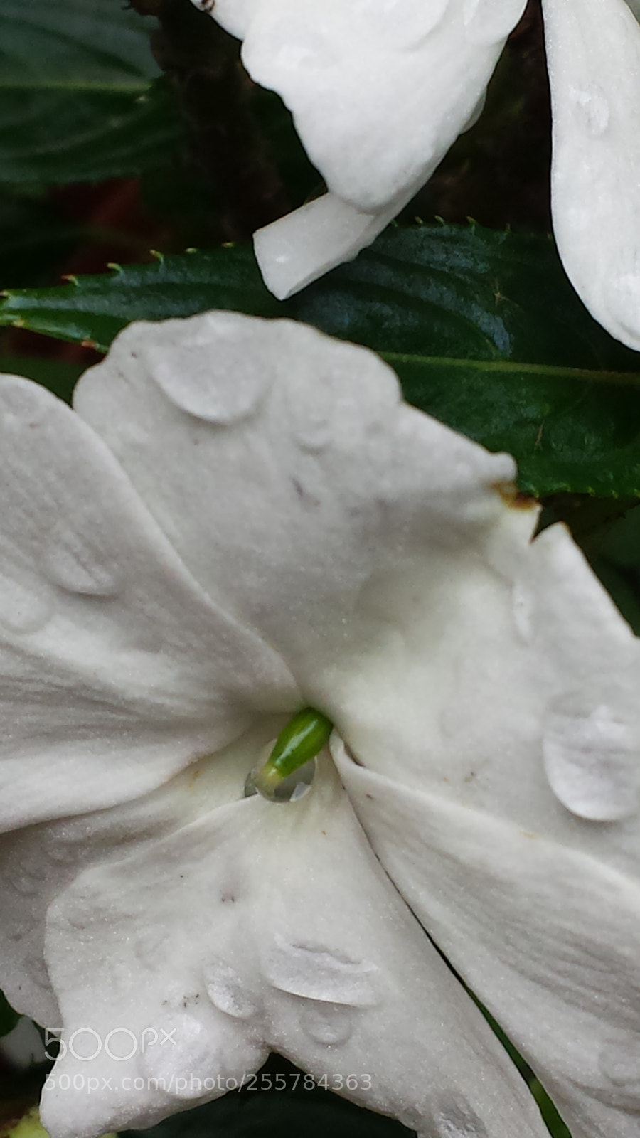 Samsung Galaxy S4 sample photo. Untitled photography