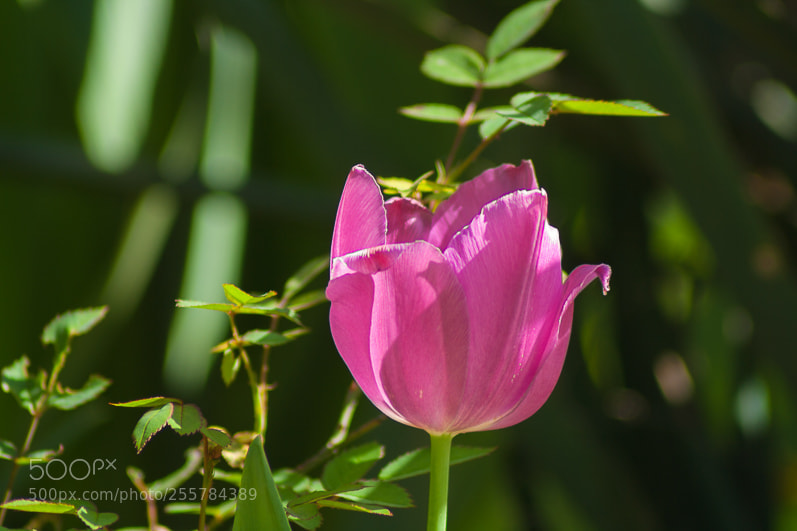 Canon EOS 1000D (EOS Digital Rebel XS / EOS Kiss F) sample photo. Tulipan photography