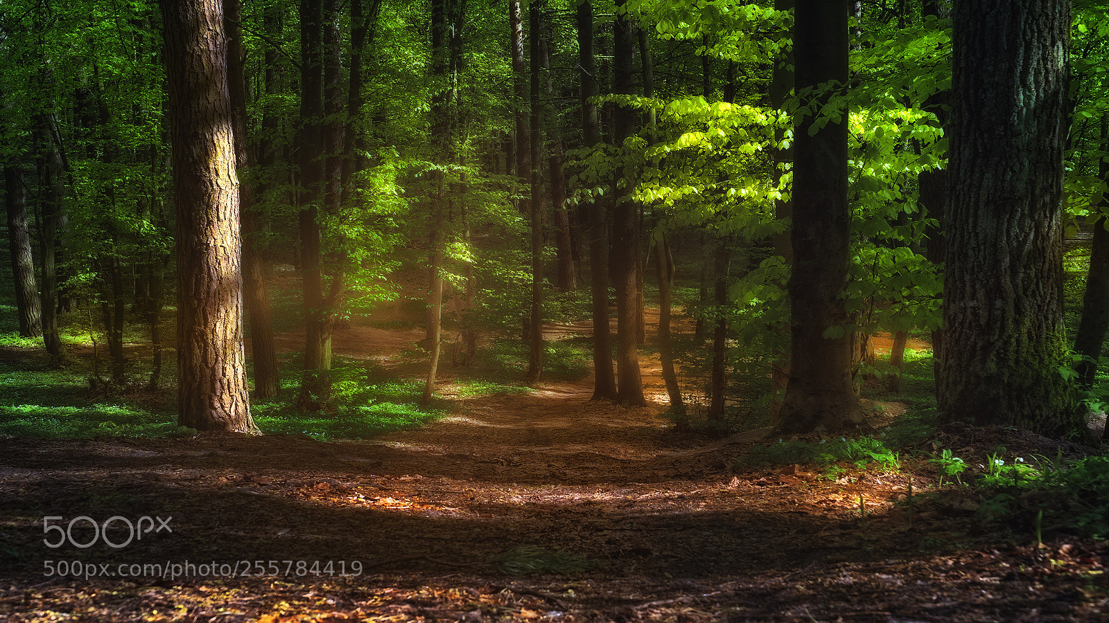 Sony a6000 sample photo. Sunlight in the forest photography
