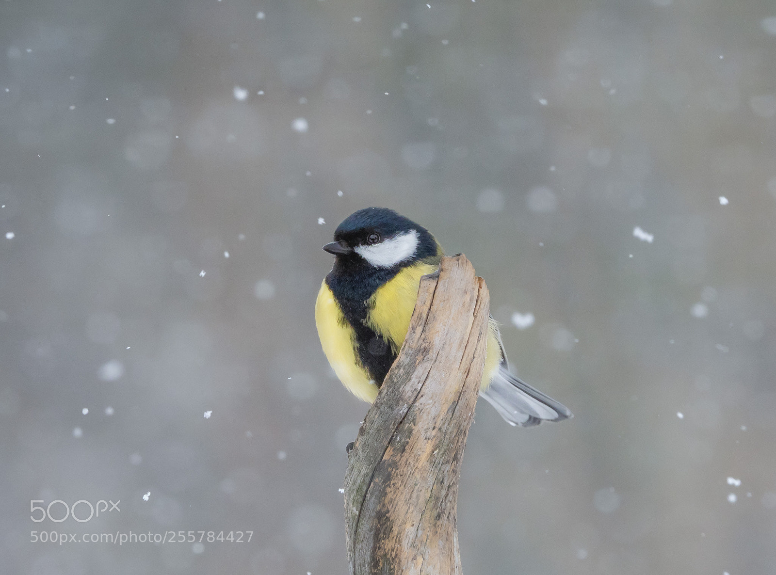 Olympus OM-D E-M1 Mark II sample photo. Great tit in the photography