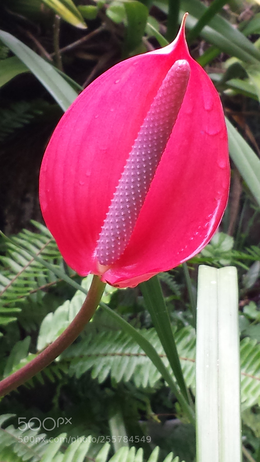 Samsung Galaxy S4 sample photo. Untitled photography