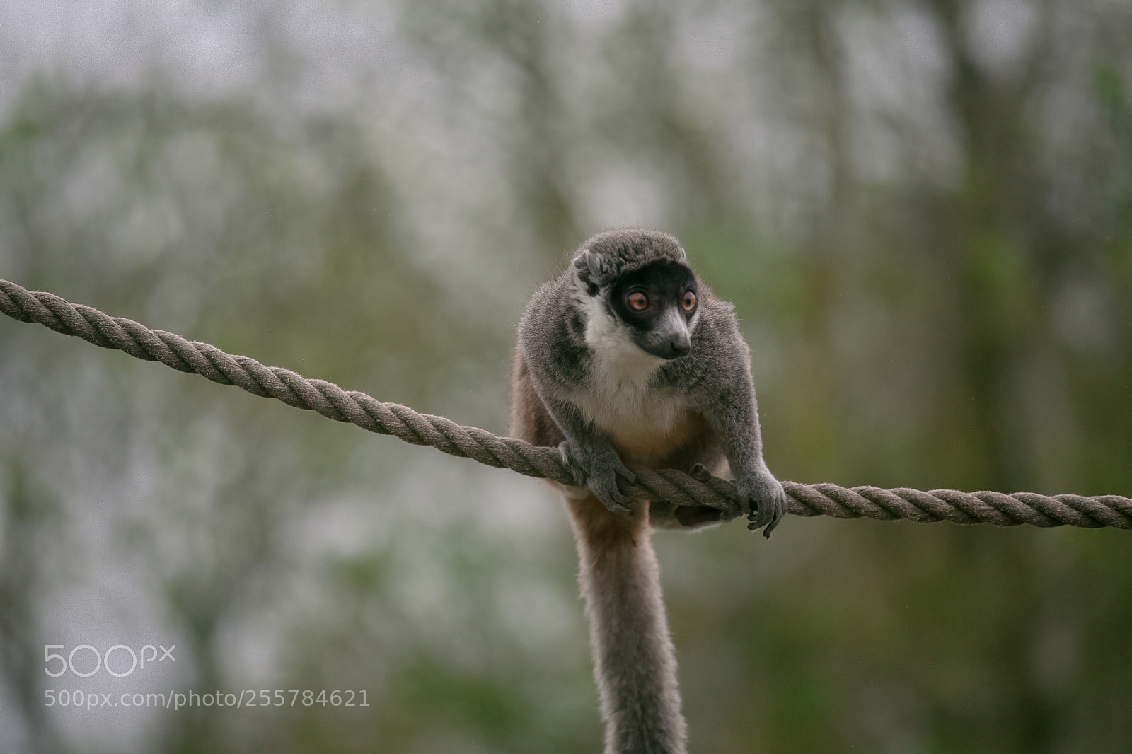 Canon EOS 5D sample photo. Red-bellied lemur photography