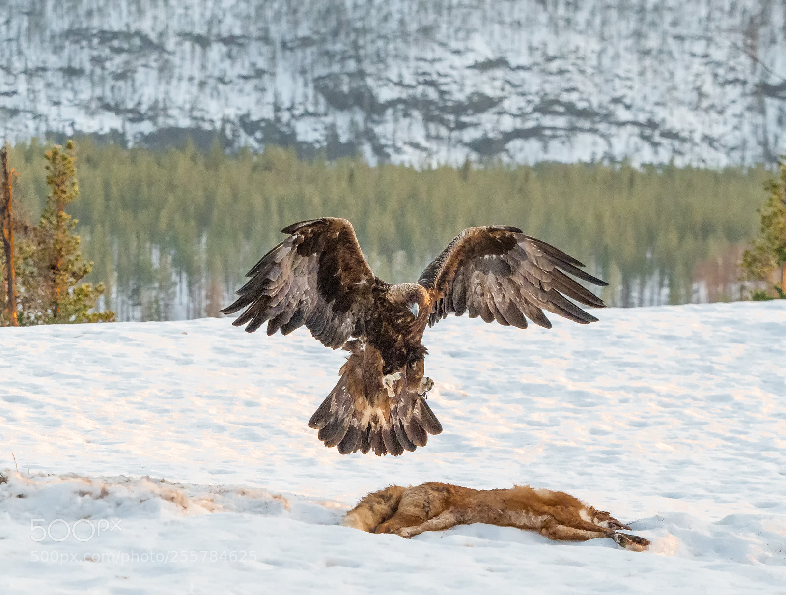 Olympus OM-D E-M1 Mark II sample photo. Eagle and fox photography
