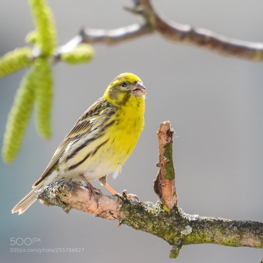 Nikon D7000 sample photo. Serinus serinus linnaeus, 1766 photography