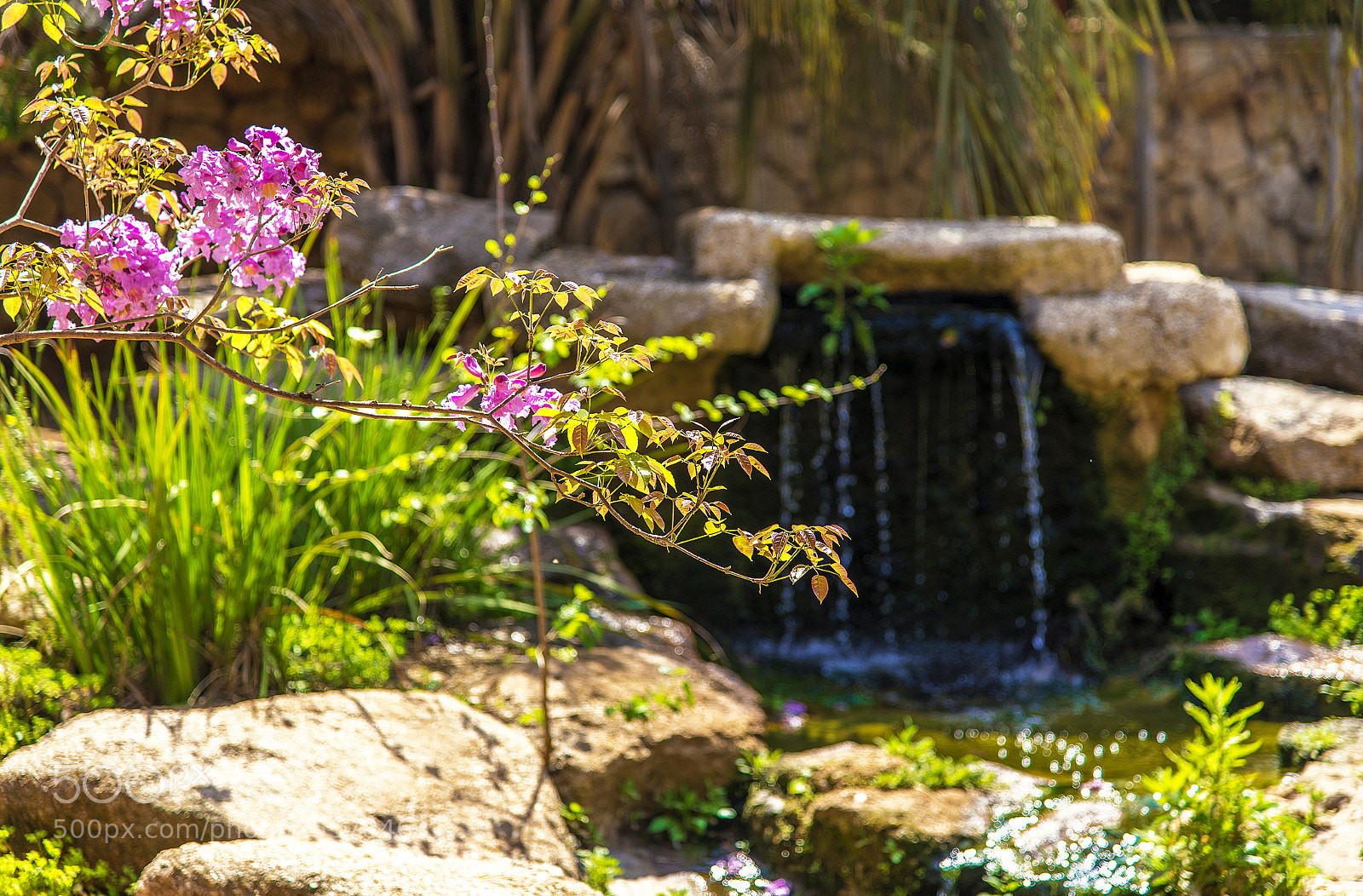 Nikon D600 sample photo. Botanic photography