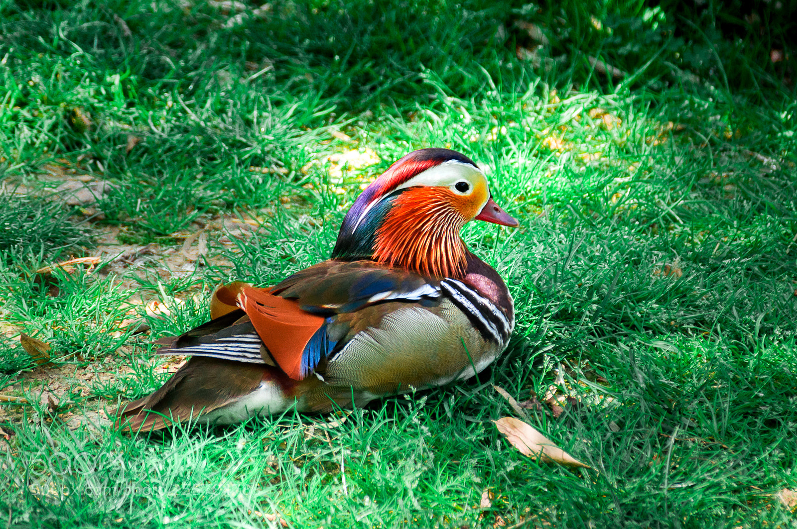 Nikon D90 sample photo. Mandarin duck photography