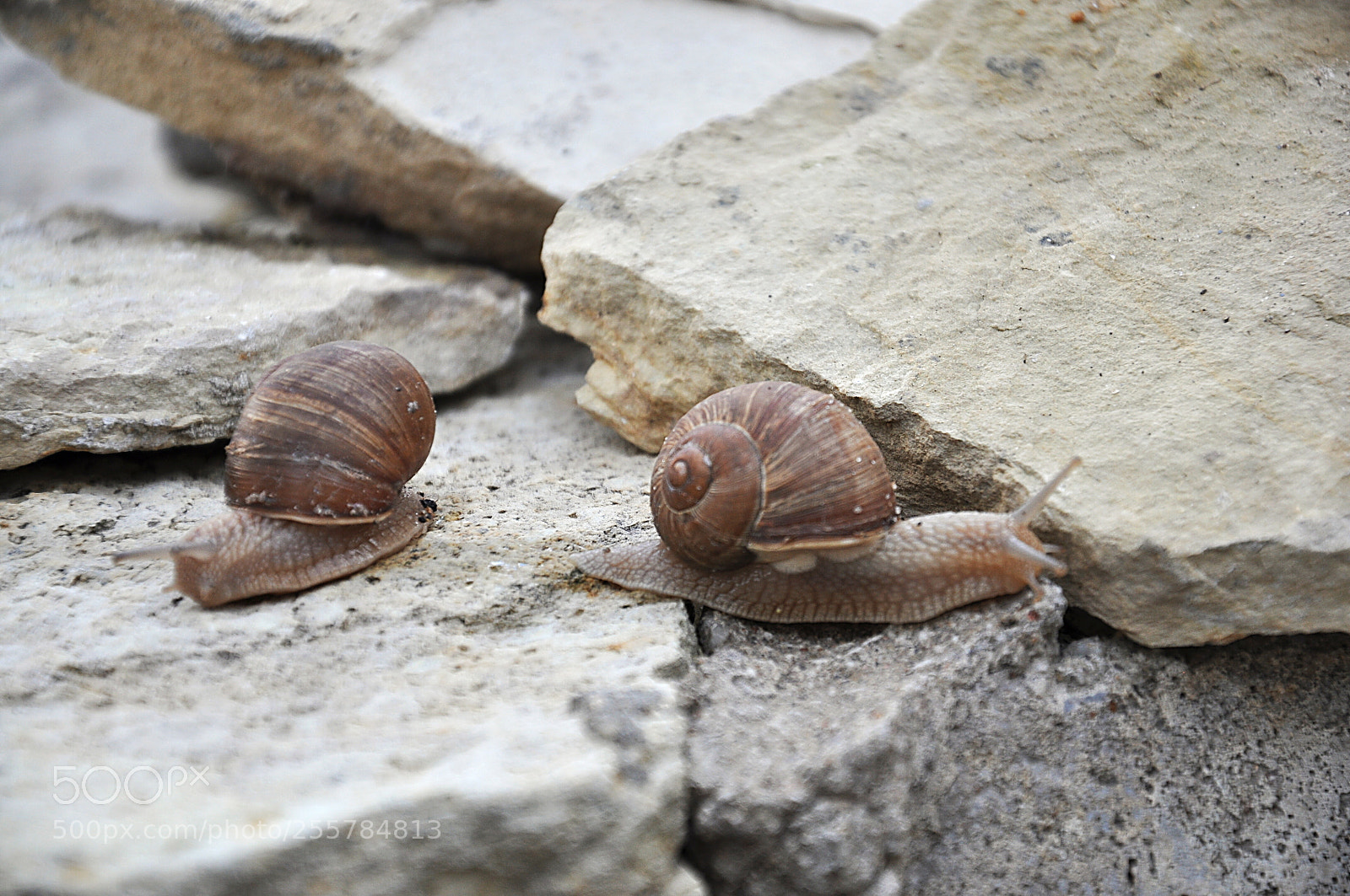 Nikon D90 sample photo. улитки photography