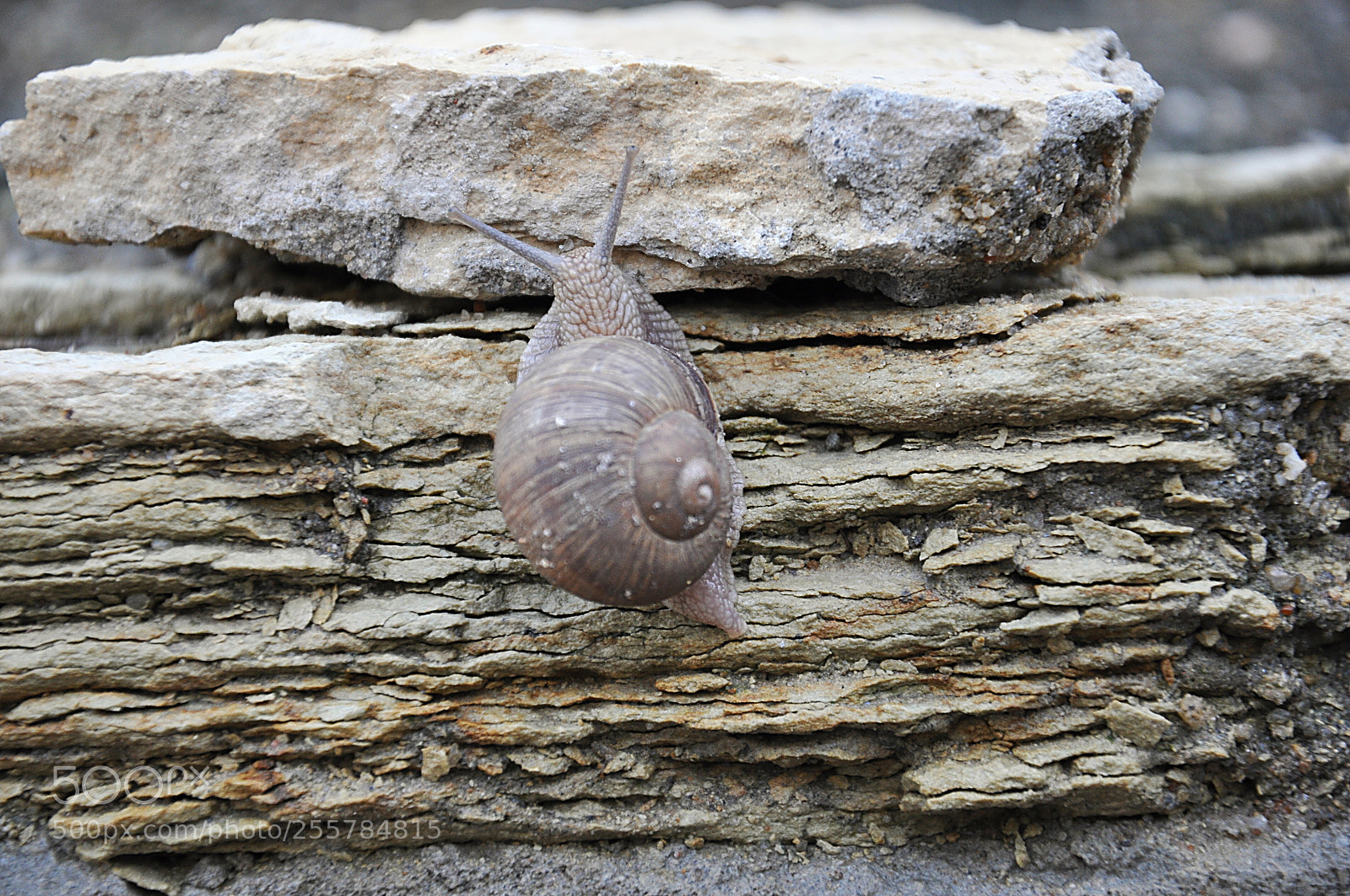 Nikon D90 sample photo. улитки photography