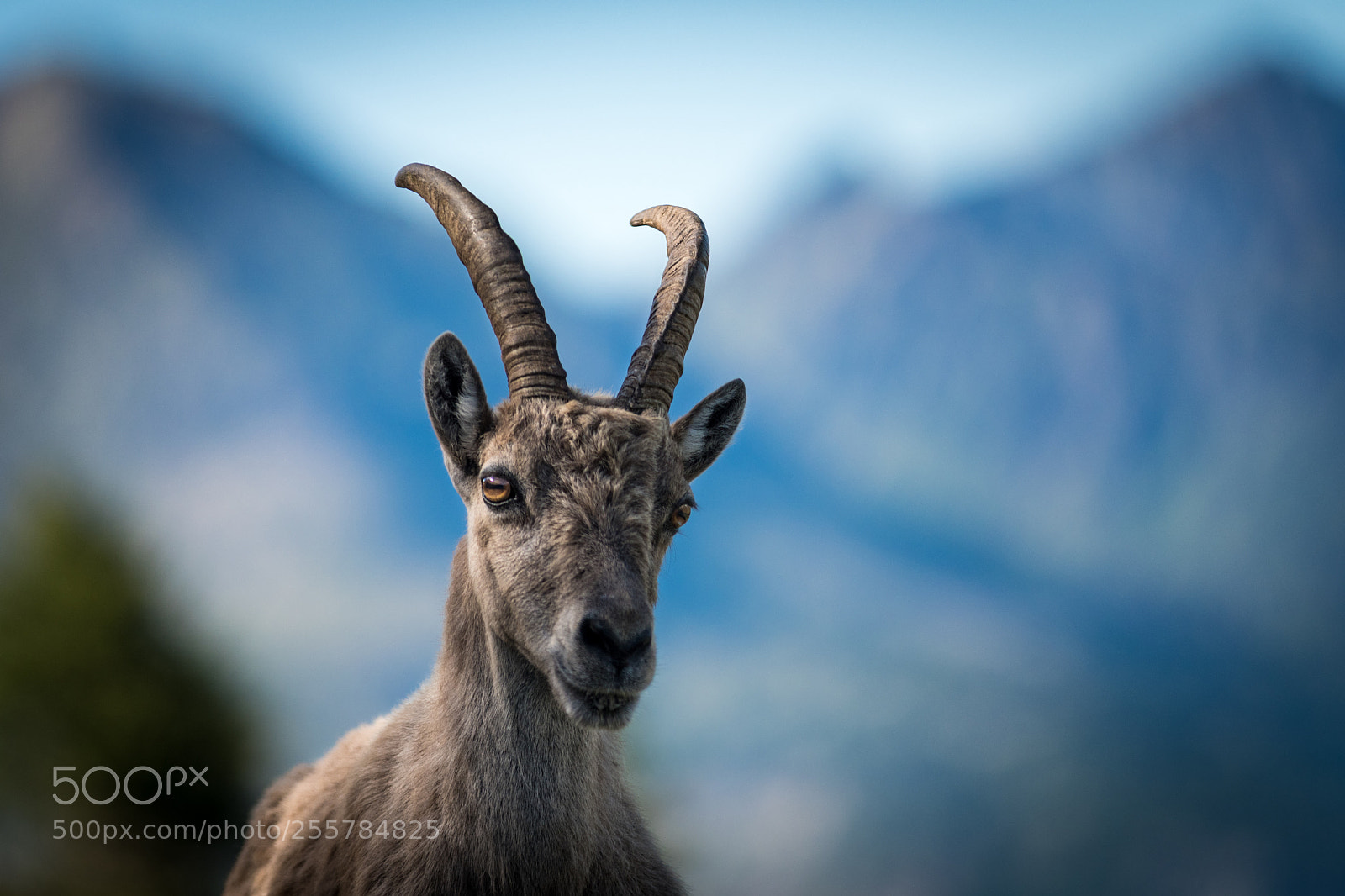 Nikon D500 sample photo. Le seigneur des montagnes photography