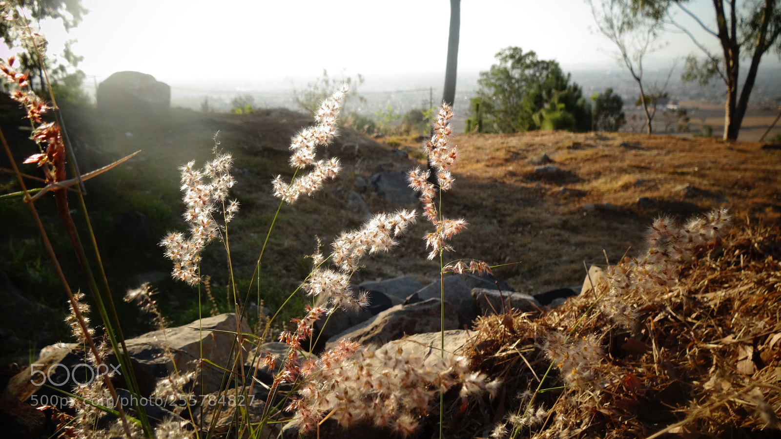 Sony Cyber-shot DSC-HX20V sample photo. Field photography