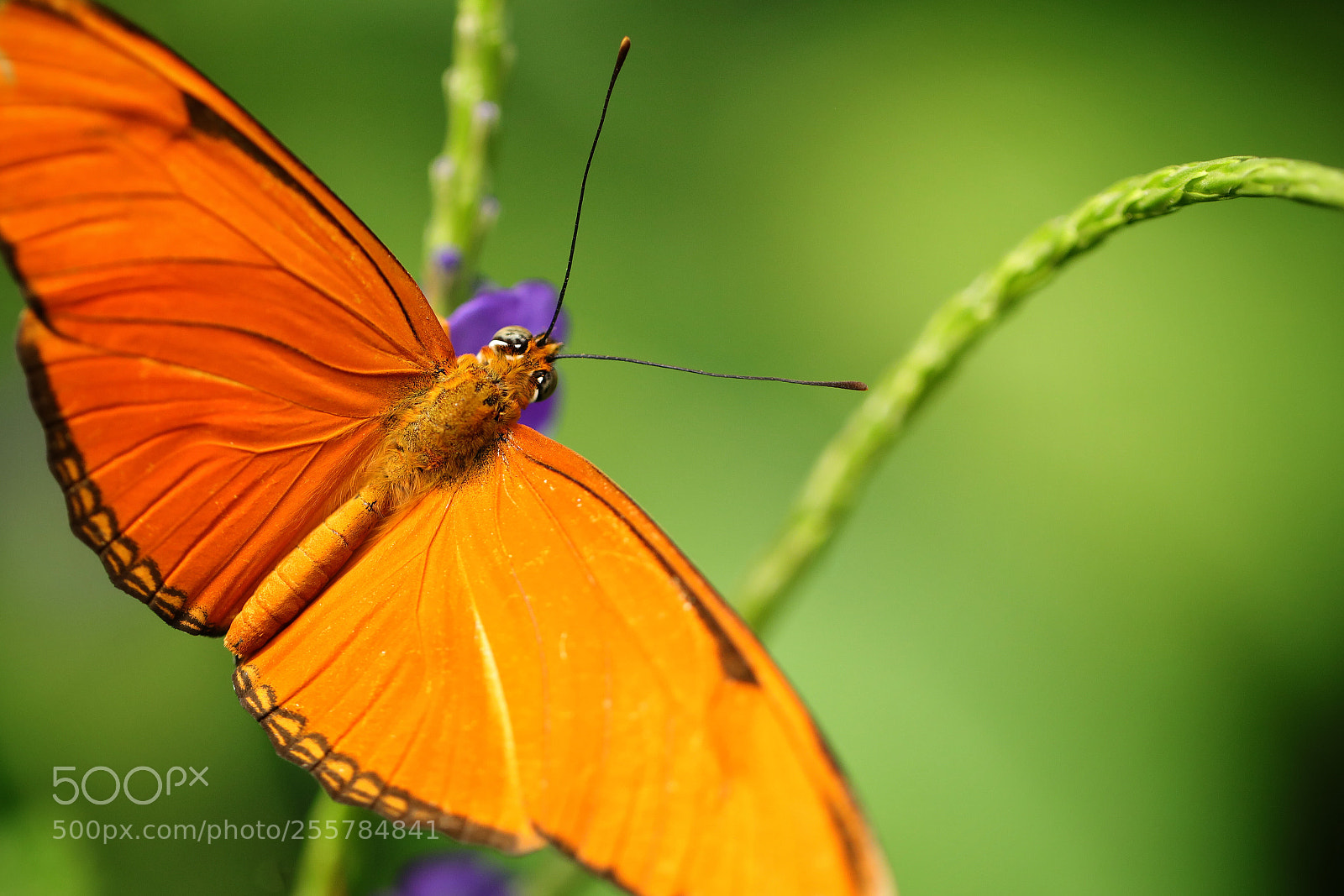 Canon EOS 5D Mark IV sample photo. Orange butterfly photography