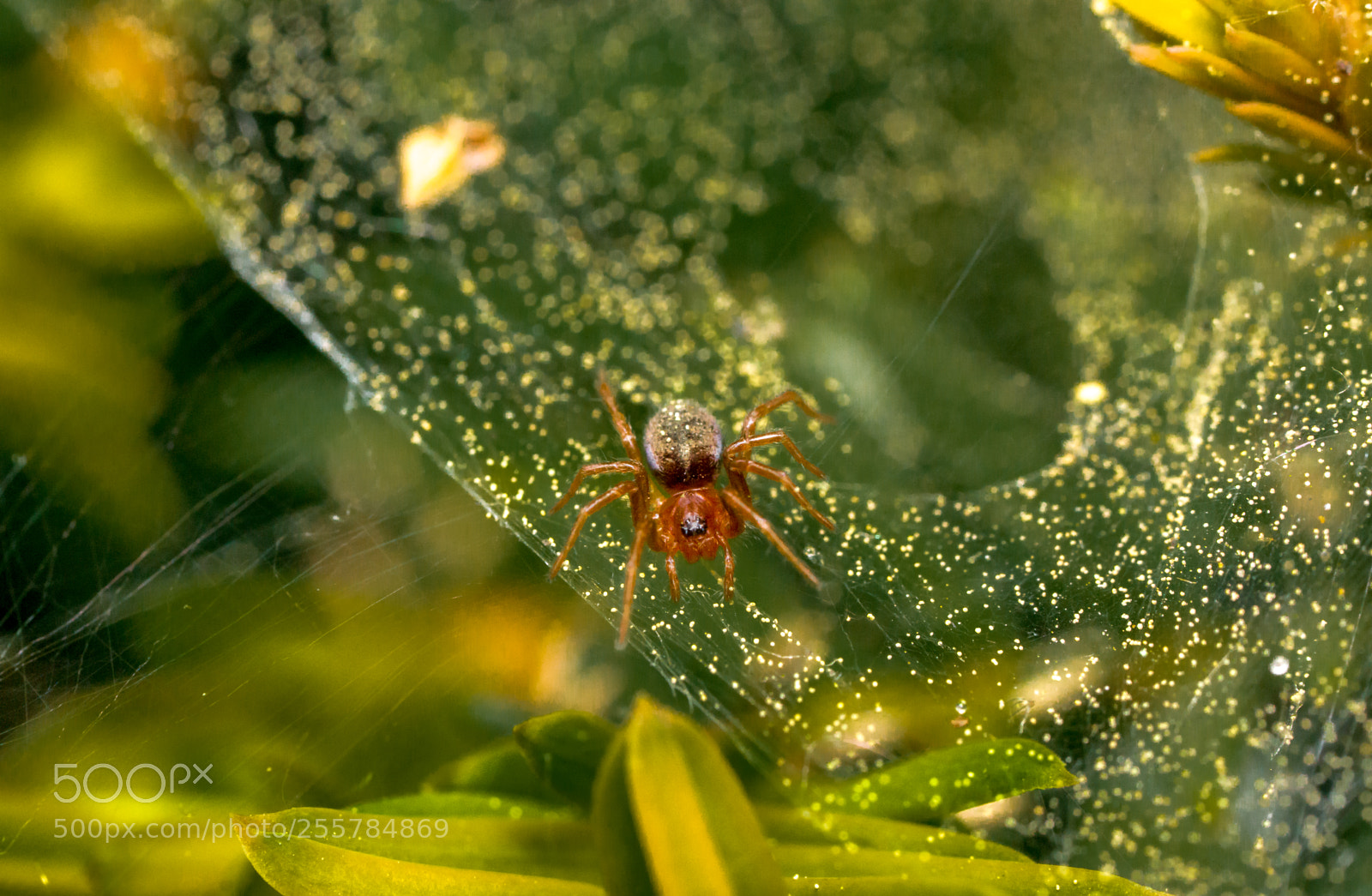 Sony a6000 sample photo. Labyrinthspinne photography