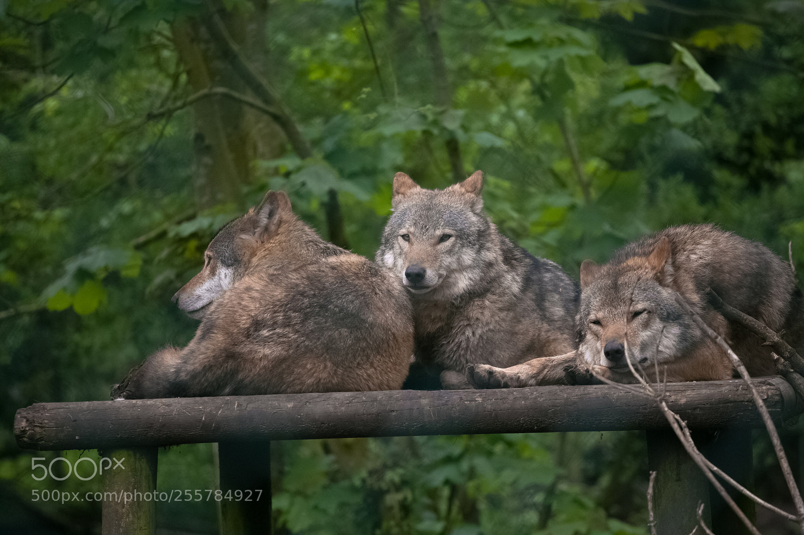 Canon EOS 5D sample photo. Eurasian wolf photography