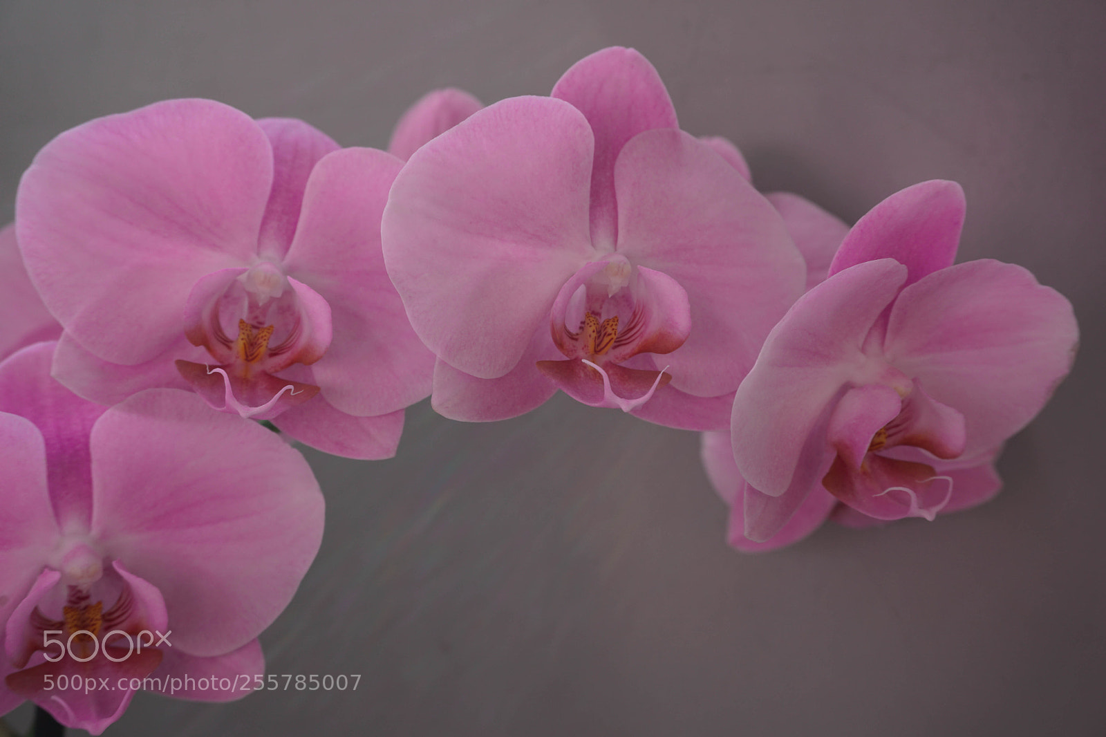 Sony a6000 sample photo. Blume photography