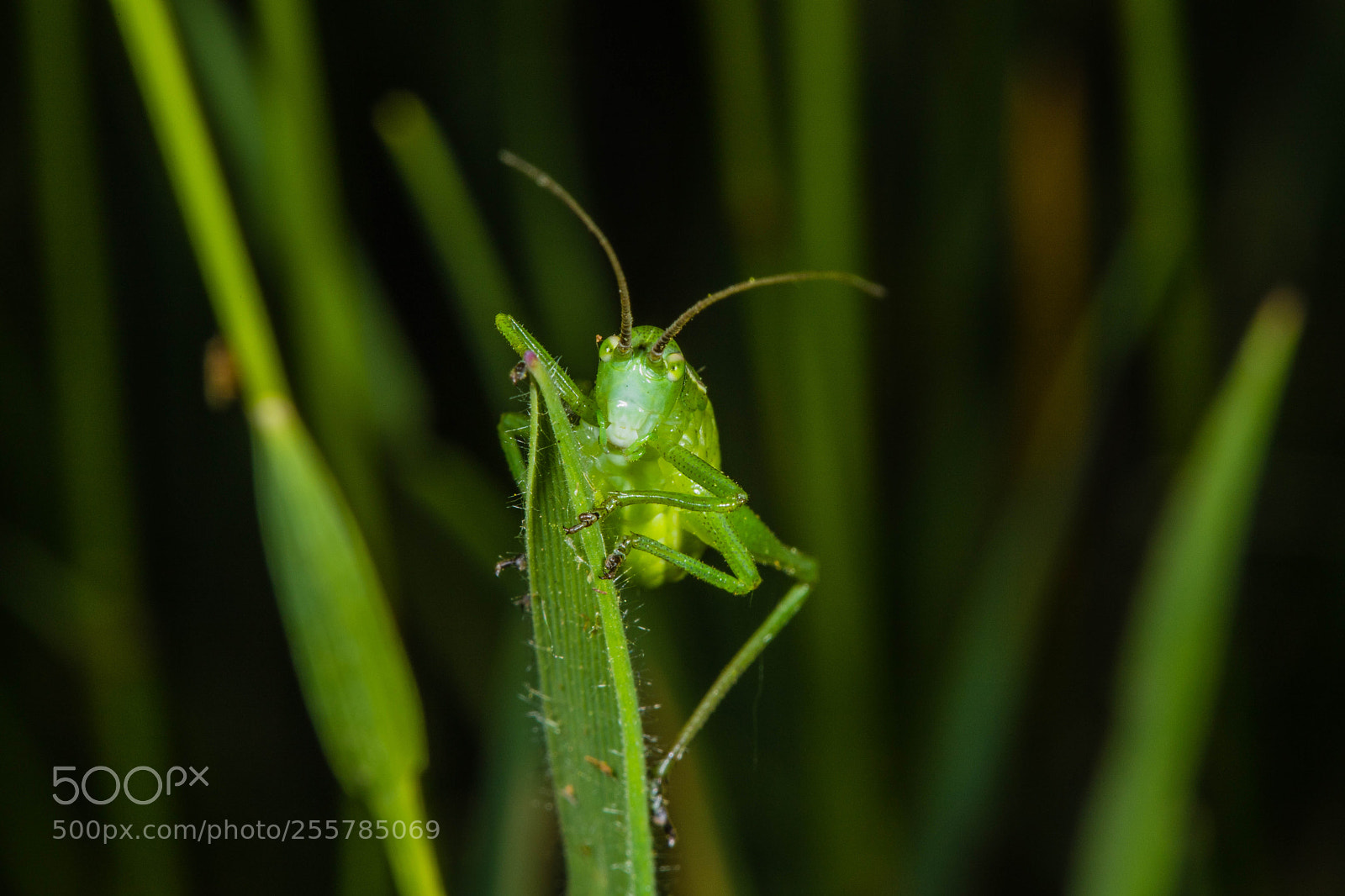 Canon EOS 6D Mark II sample photo. Grasshopper photography