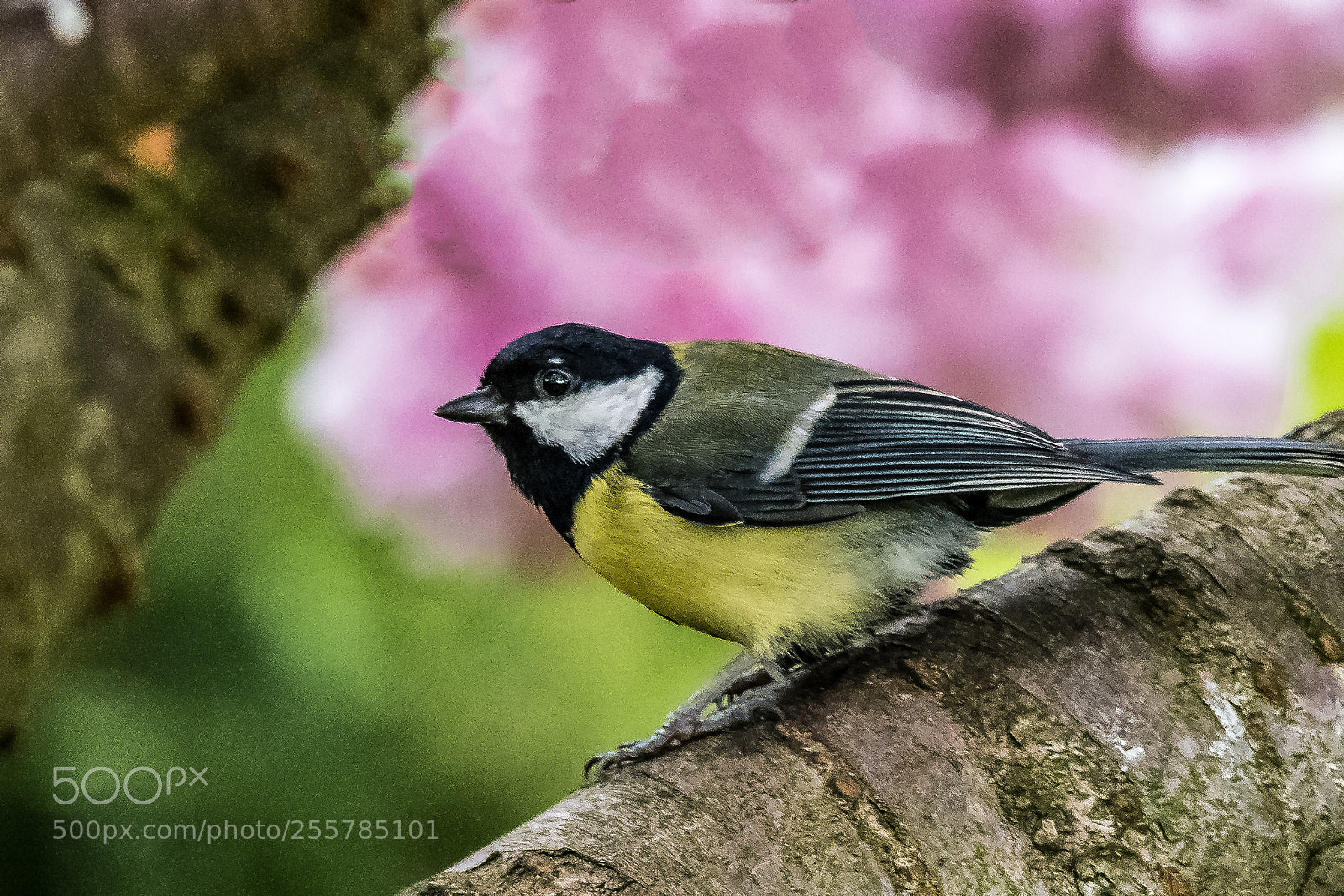 Nikon D850 sample photo. Great blossom photography