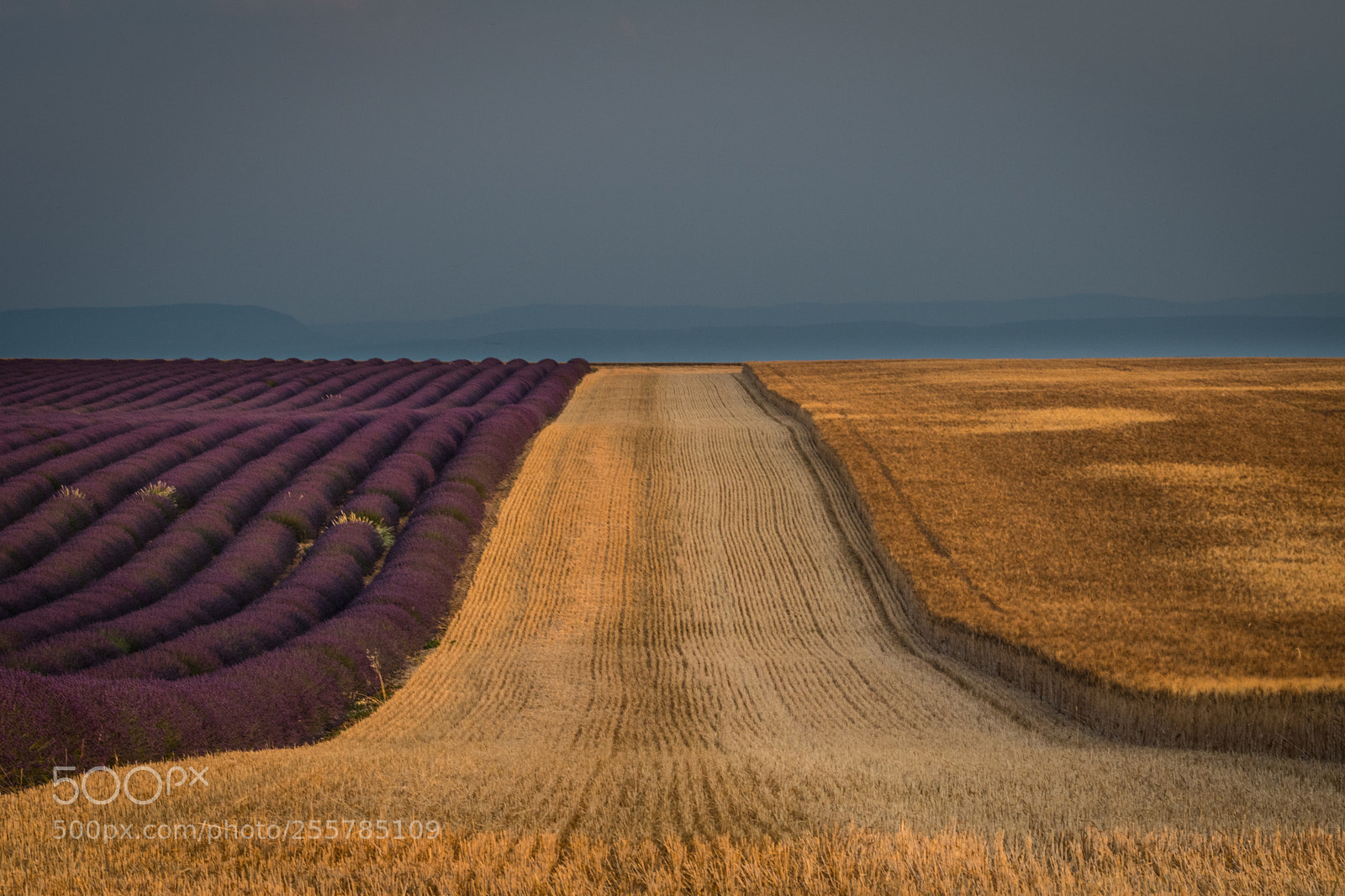 Nikon D500 sample photo. Sur les terres des photography