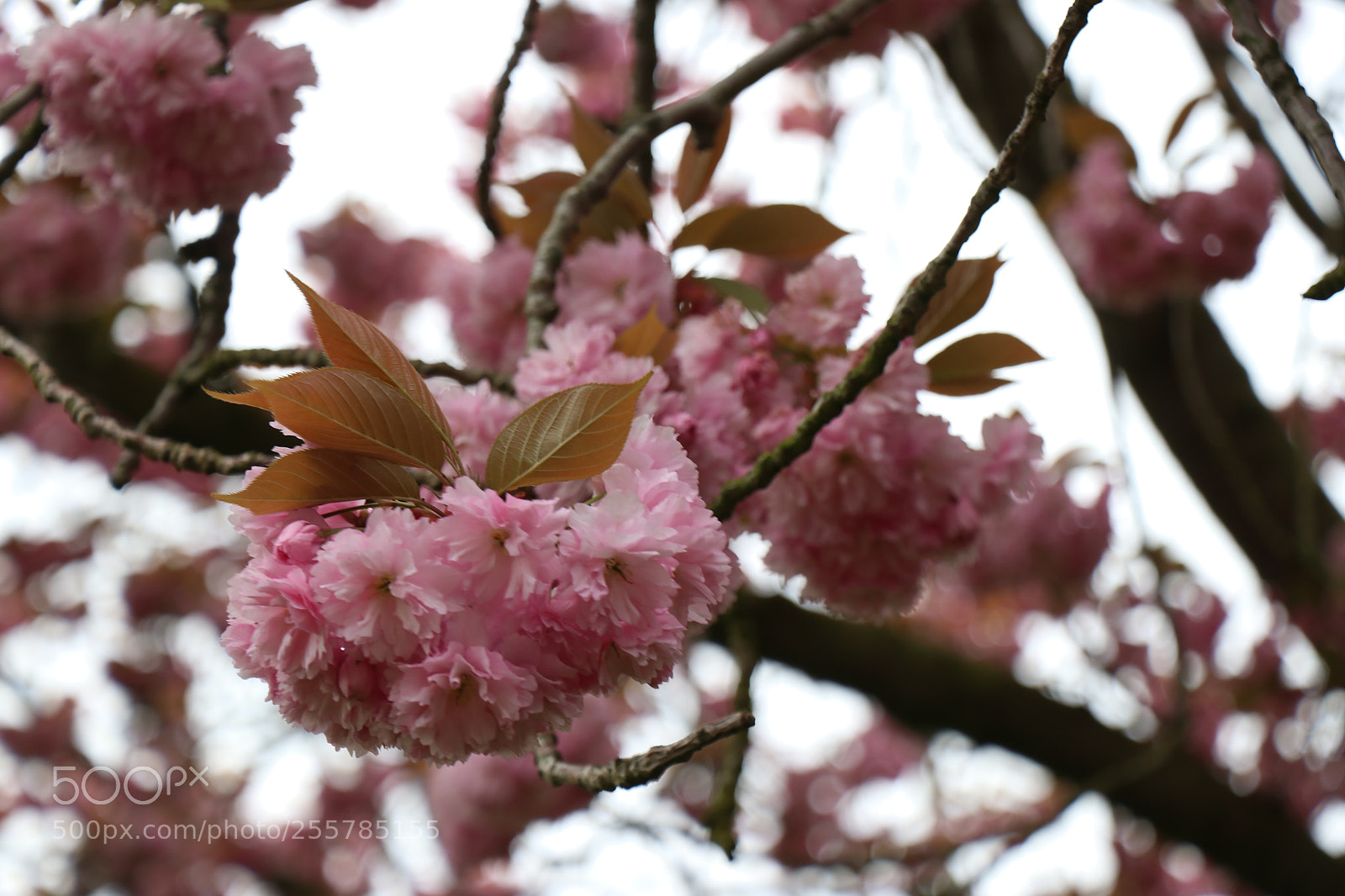 Canon EOS 80D sample photo. Untitled photography