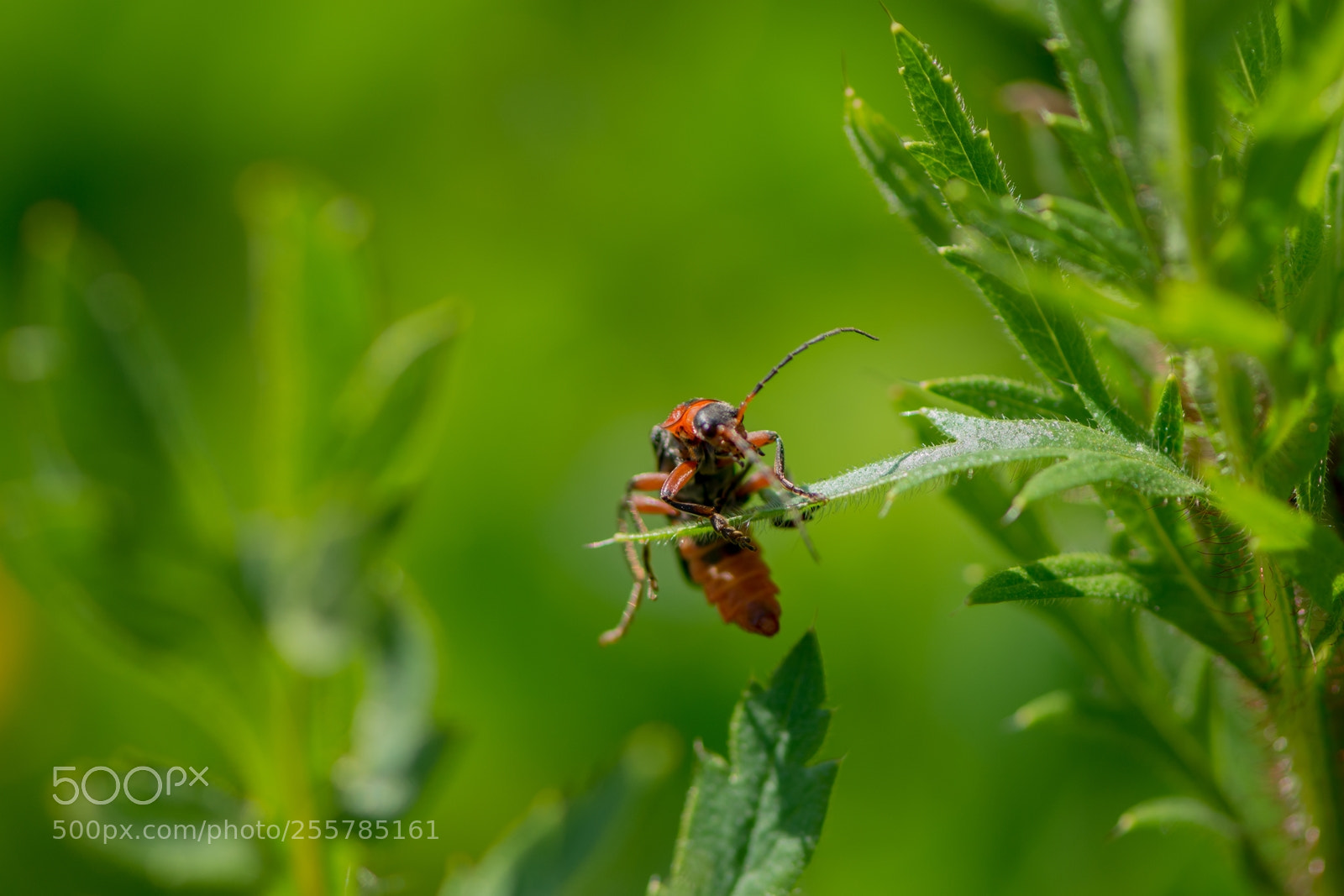Nikon D7200 sample photo. _dsc0701-2.jpg photography