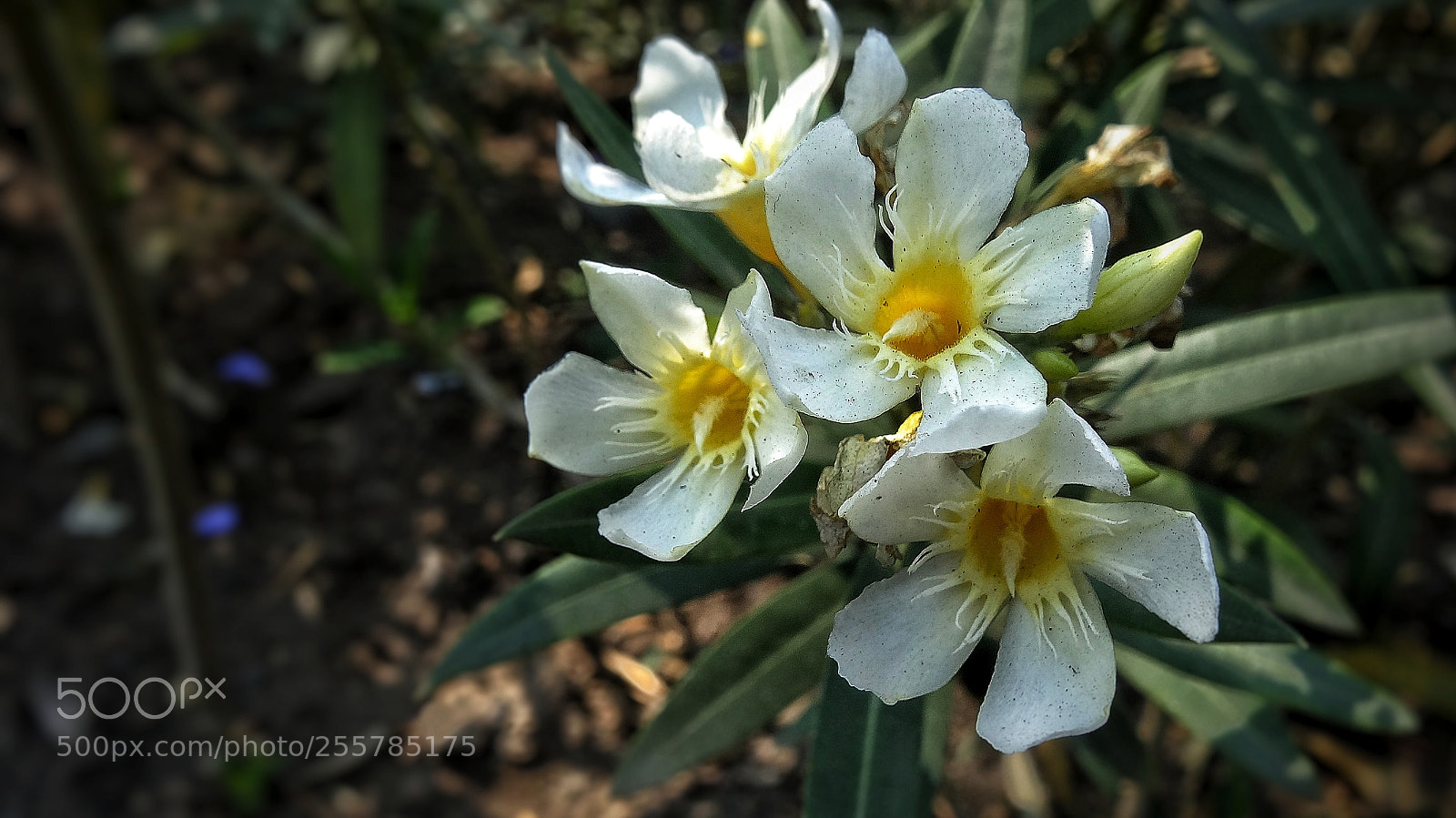Sony Cyber-shot DSC-HX20V sample photo. Spring photography