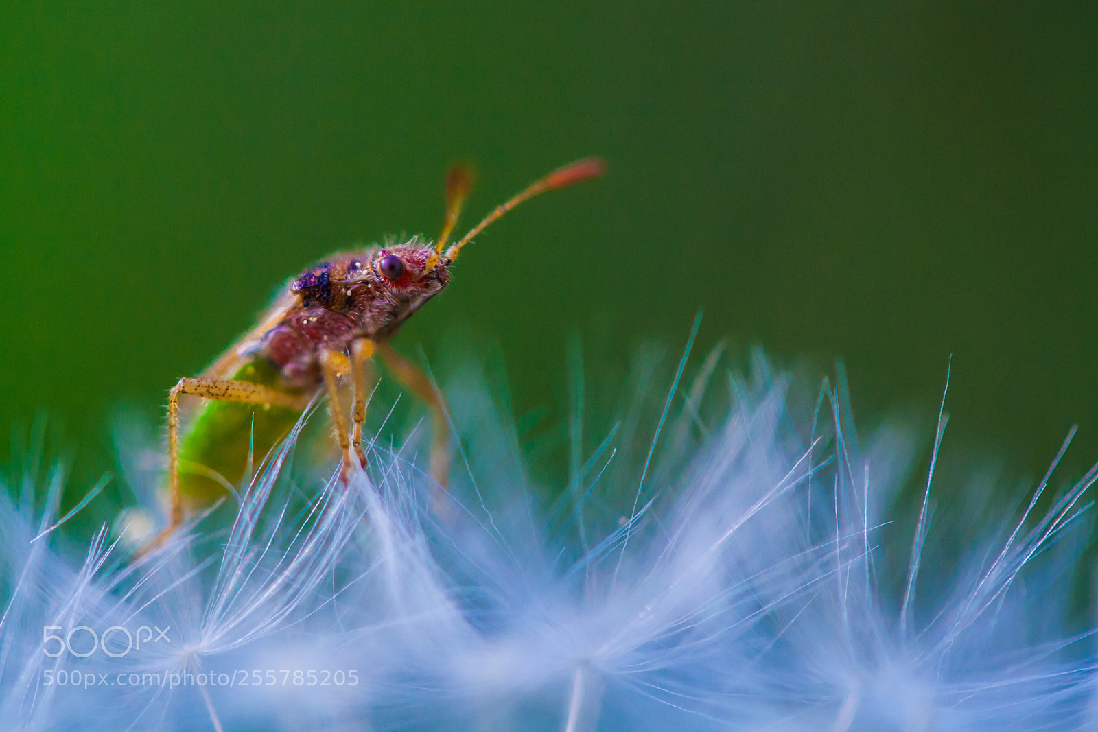 Canon EOS 1000D (EOS Digital Rebel XS / EOS Kiss F) sample photo. Beetle on dandelion photography