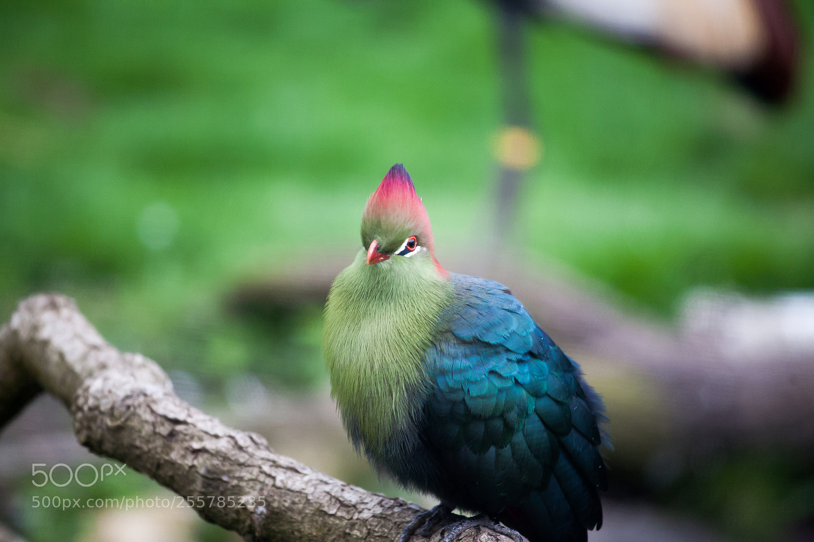 Canon EOS 5D sample photo. Bird photography