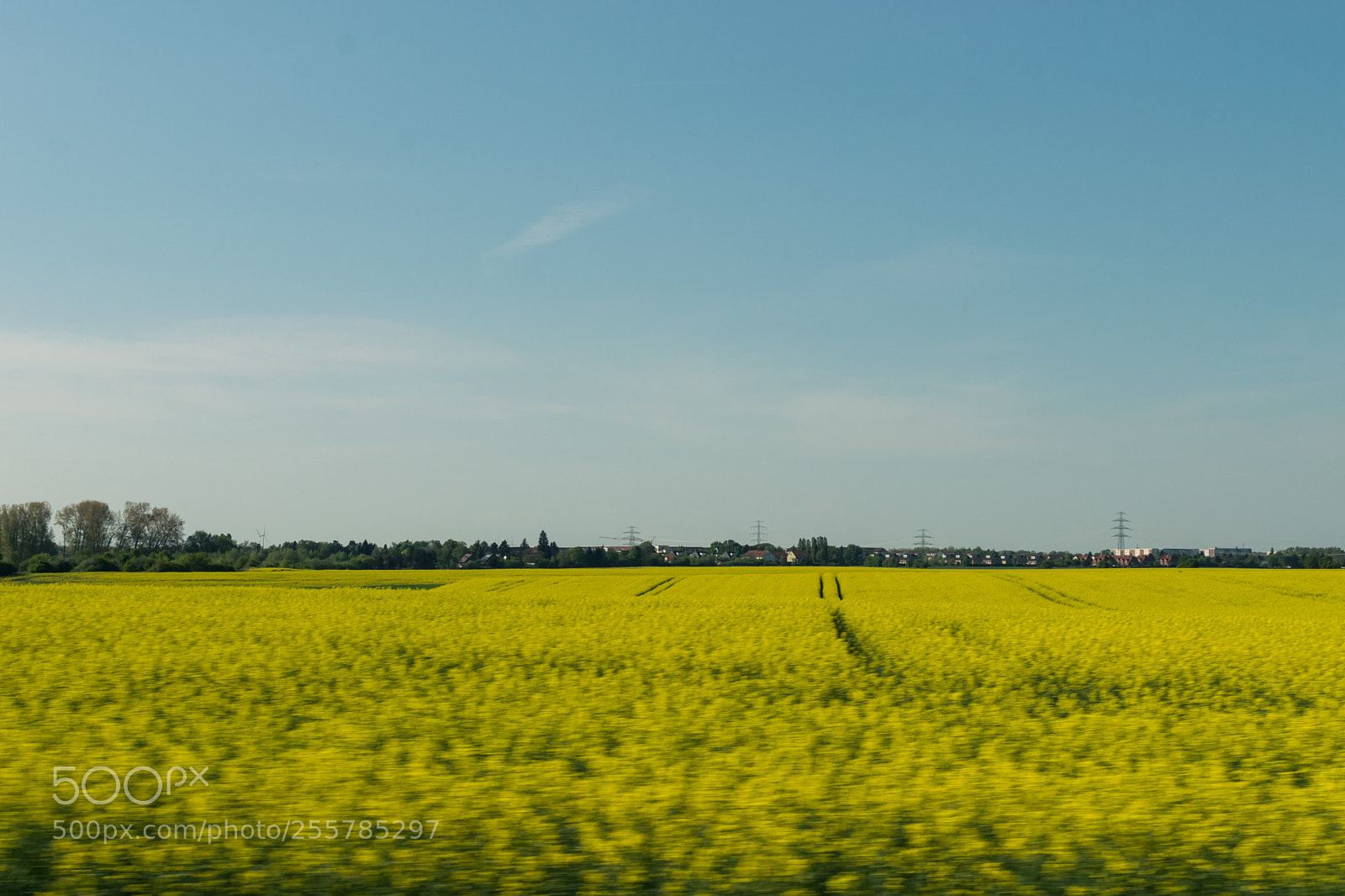 Nikon D5300 sample photo. Yellow photography