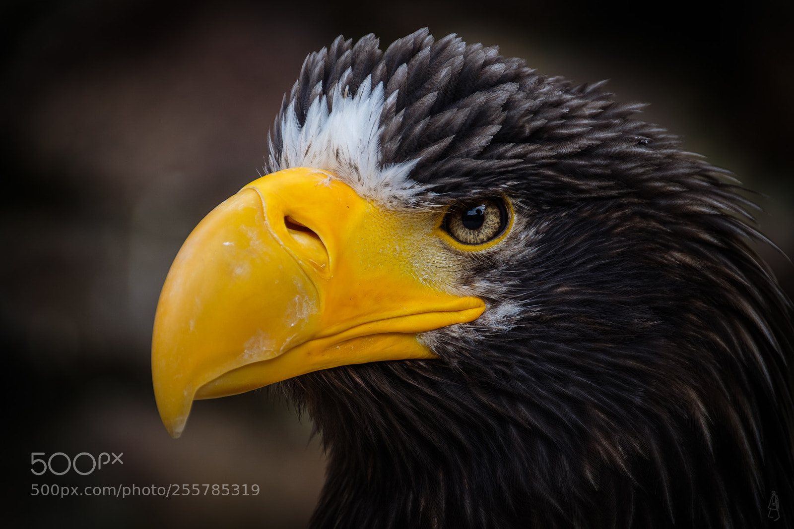 Fujifilm X-T2 sample photo. Large sea eagle photography