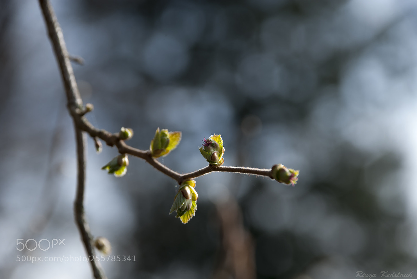 Nikon D80 sample photo. Common hazel blossoms and photography