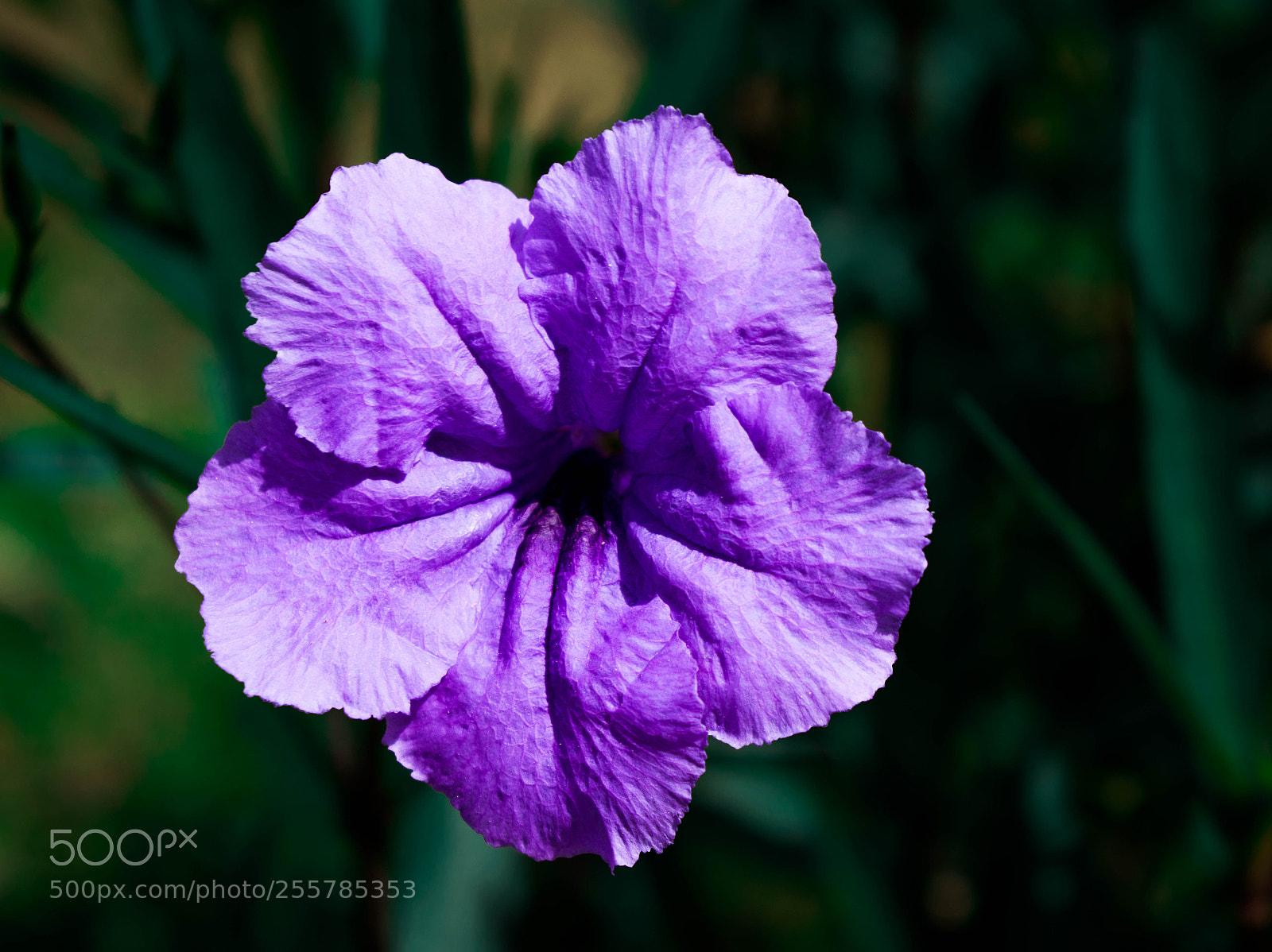 Nikon D3300 sample photo. Wild flower photography