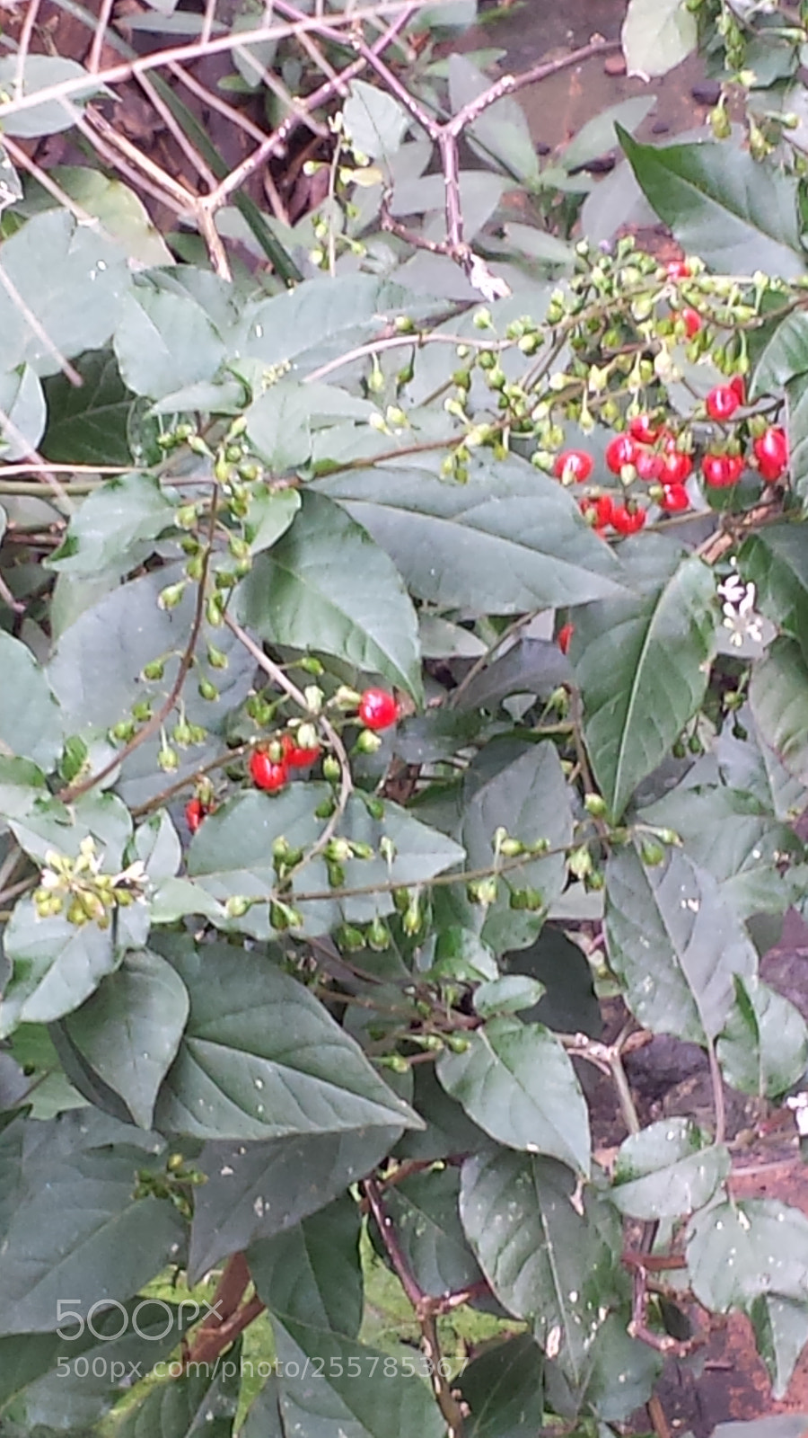Samsung Galaxy S4 sample photo. Untitled photography