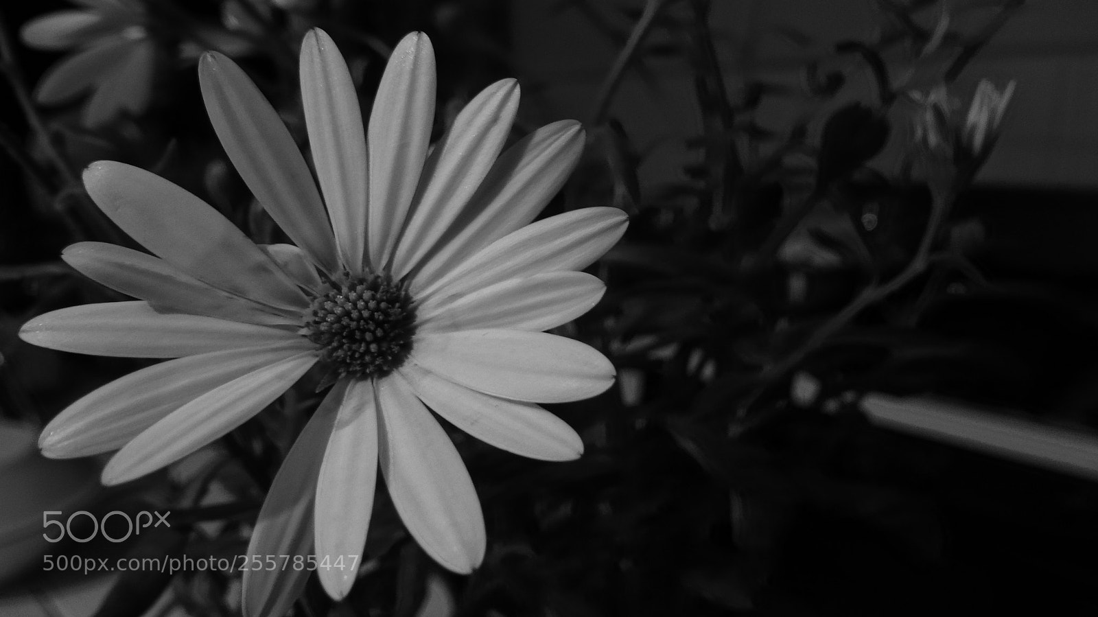 Sony Cyber-shot DSC-HX20V sample photo. Blossom photography