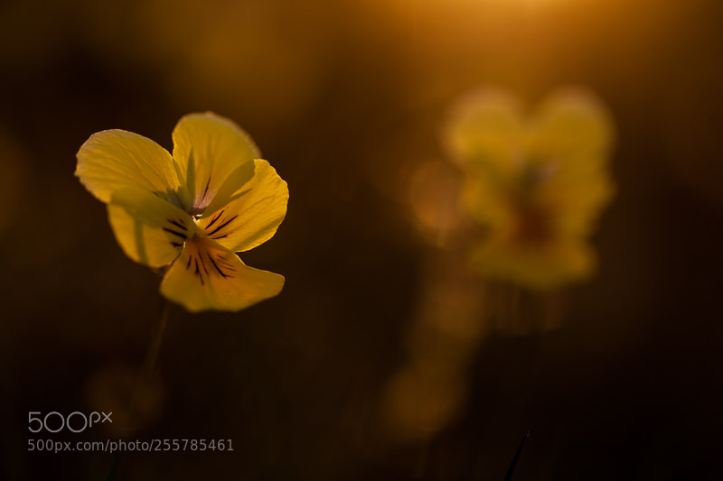 Canon EOS 5D Mark II sample photo. Mountain pansy in sunset photography