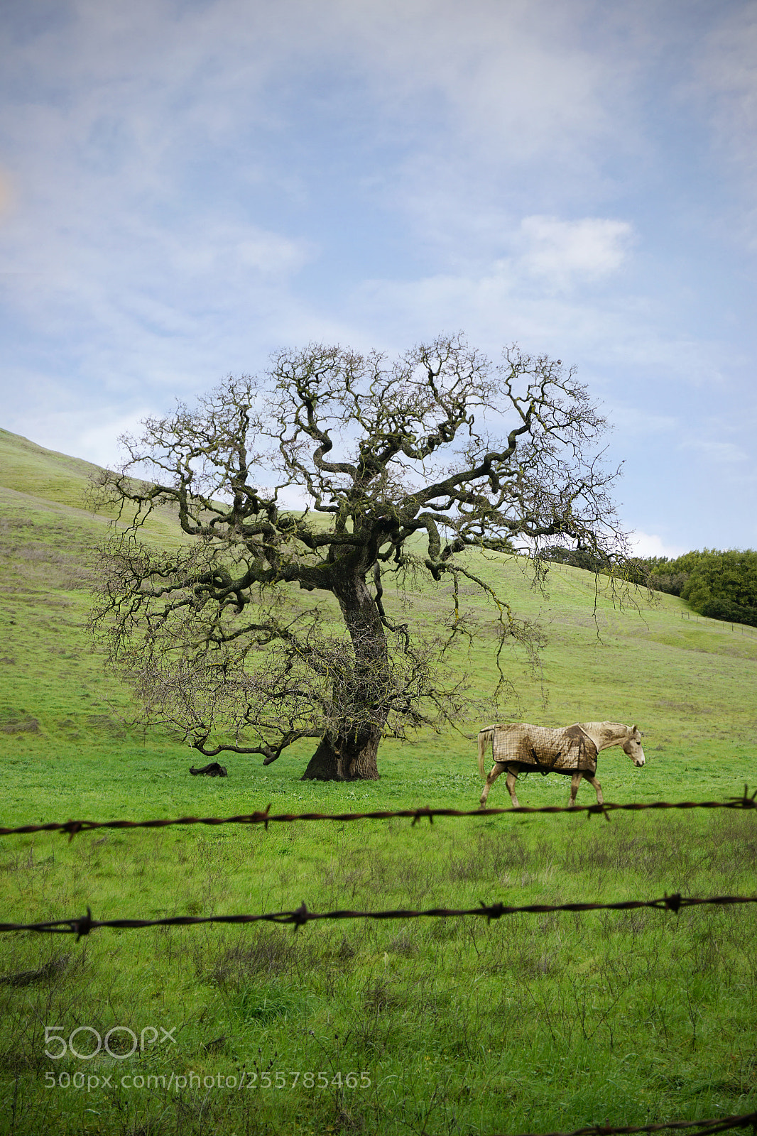 Sony a6000 sample photo. ... green photography