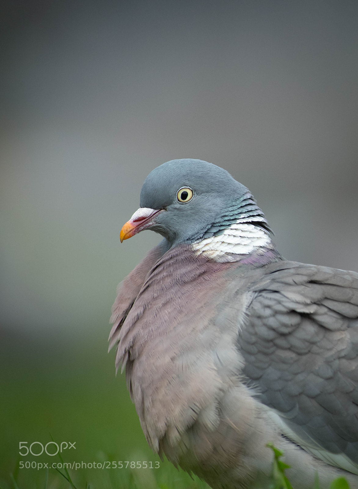 Nikon D5 sample photo. Columba livia photography