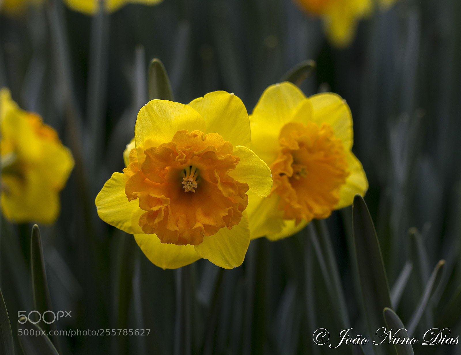 Canon EOS 60D sample photo. Spring has arrived... photography