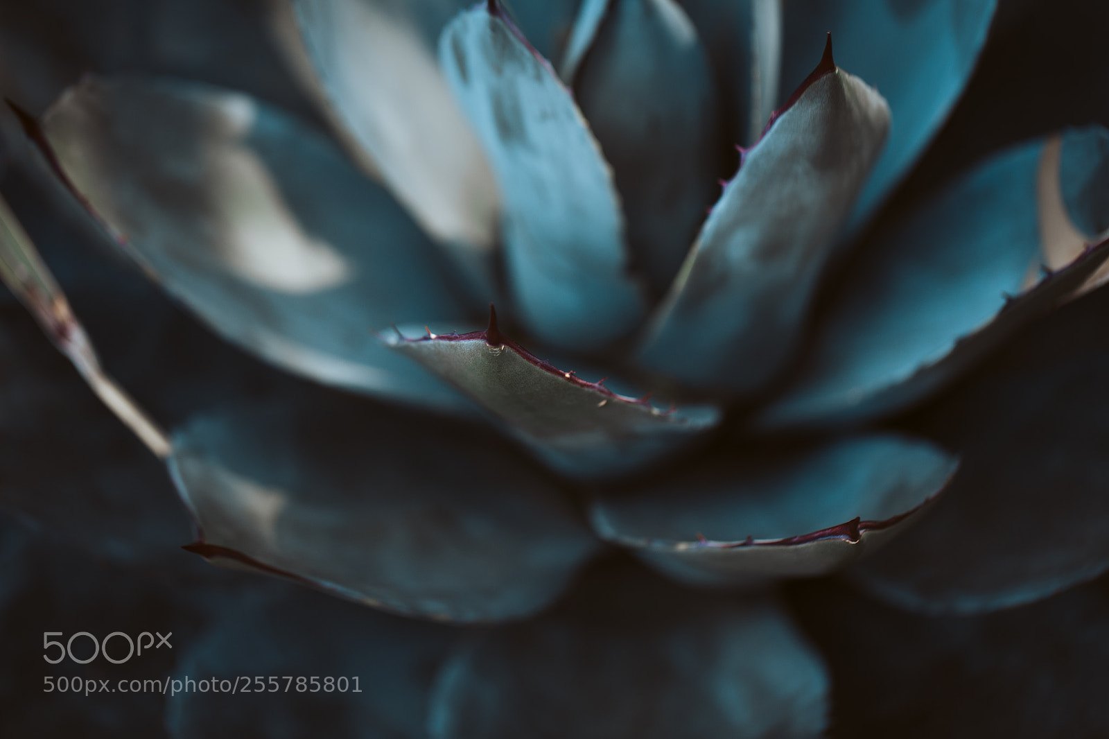 Canon EOS 6D sample photo. Closeup of green tropical photography
