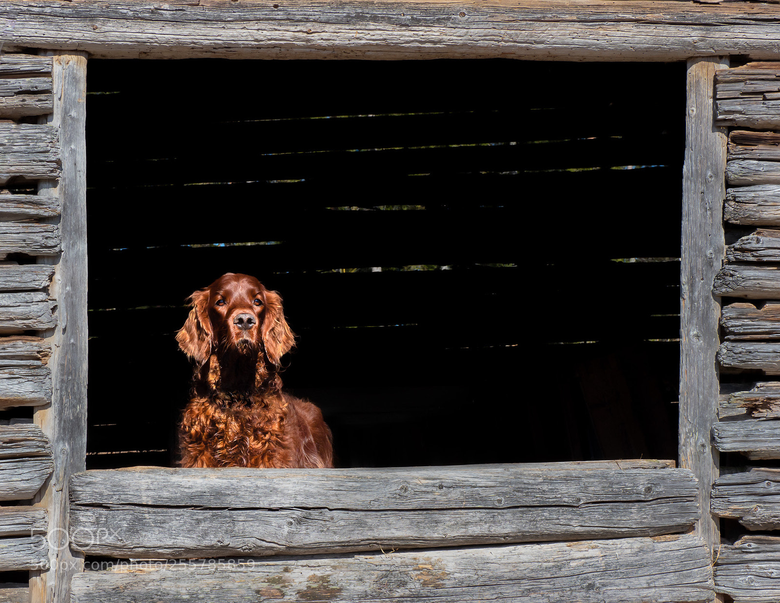 Olympus OM-D E-M1 Mark II sample photo. Observer photography