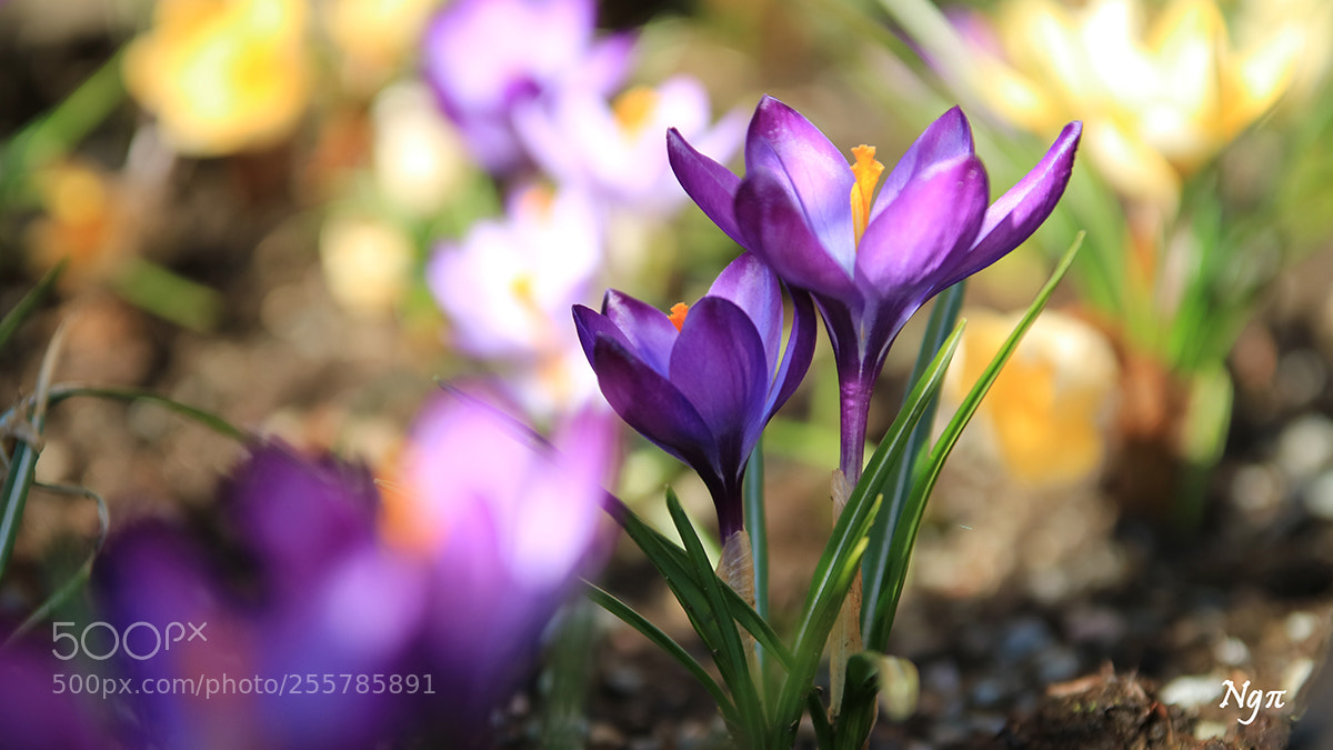 Canon EOS M3 sample photo. Primavera photography
