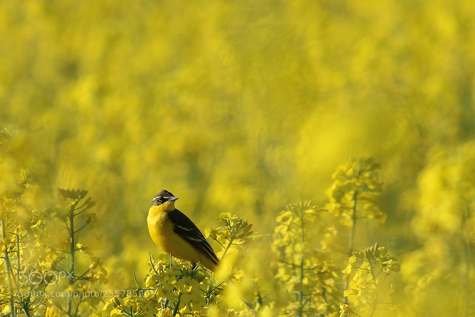 Canon EOS 1200D (EOS Rebel T5 / EOS Kiss X70 / EOS Hi) sample photo. Yellow wagtail photography
