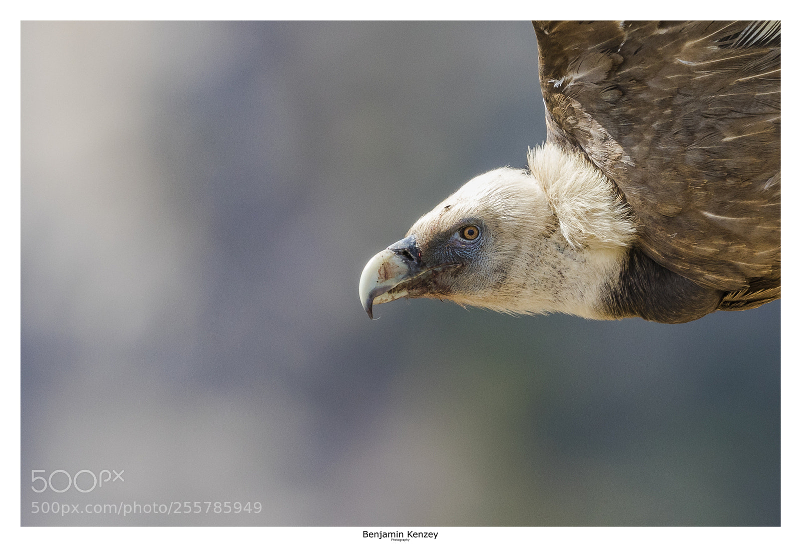 Canon EOS 7D Mark II sample photo. Vautour fauve photography