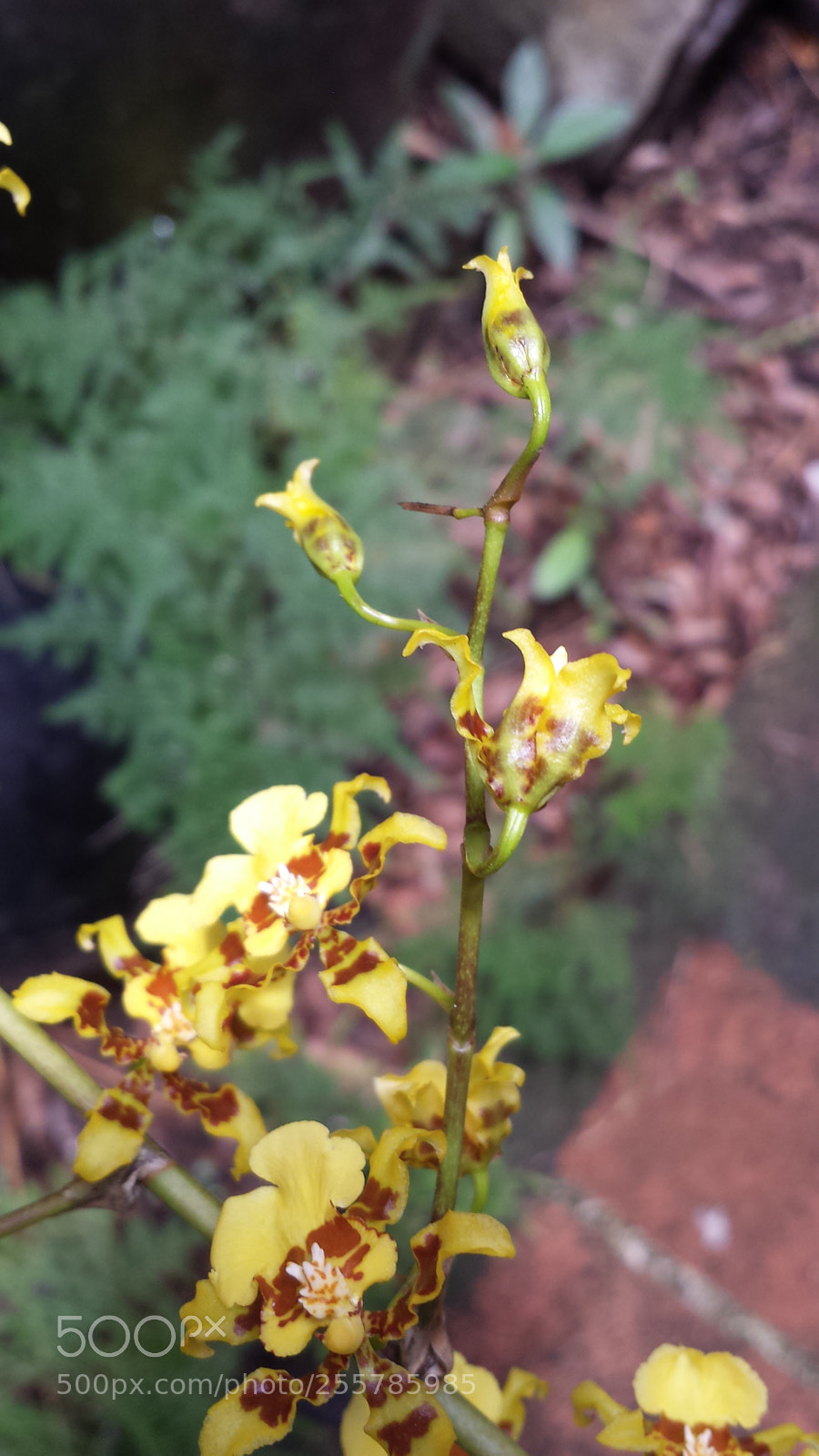 Samsung Galaxy S4 sample photo. Untitled photography