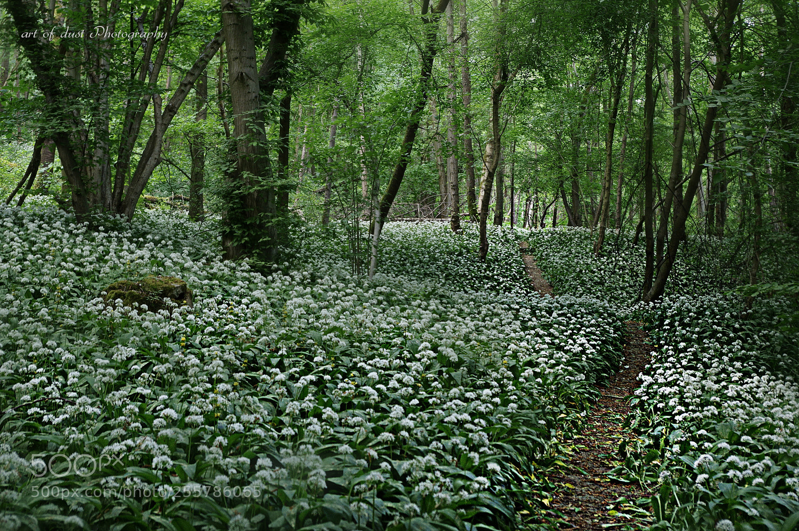Pentax K-3 sample photo. Auf dem wege den photography