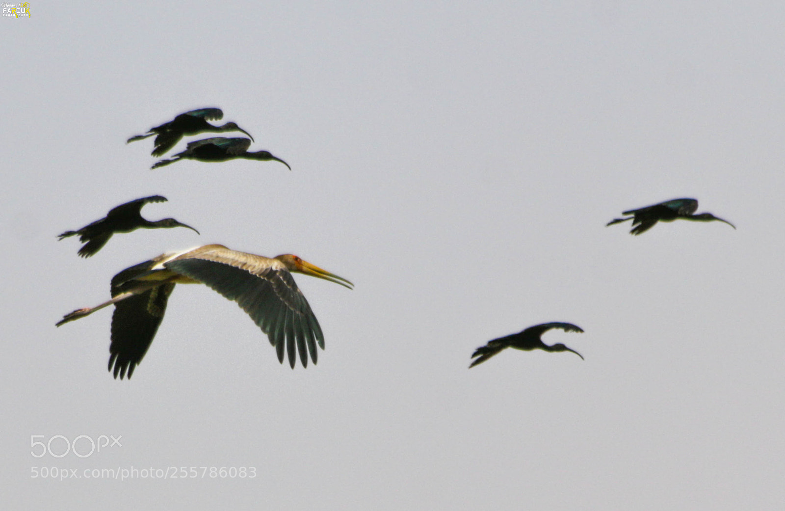 Canon EOS 70D sample photo. Yellow-billed stork photography
