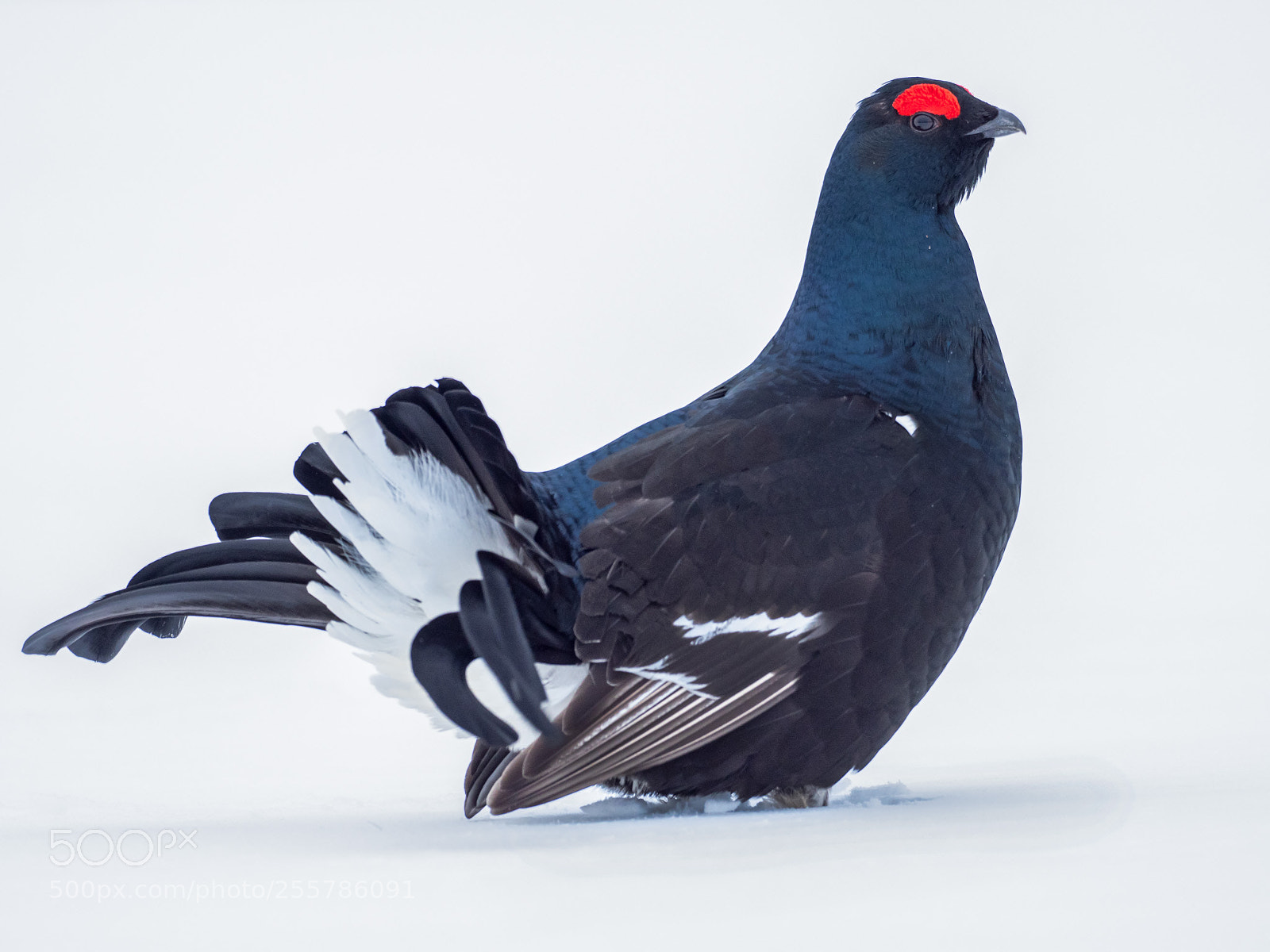 Olympus OM-D E-M1 Mark II sample photo. Black grouse photography